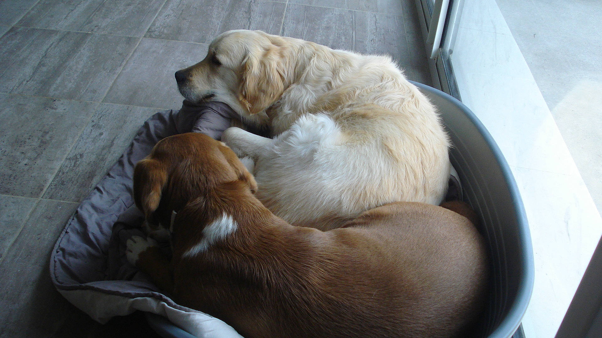 Samie Et Fripon participe au concours pour gagner de l'argent avec cette photo : canidae, carnivore, companion_dog, dog, dog_breed, fawn, golden_retriever, mammal, nap, puppy, retriever, snout, sporting_group