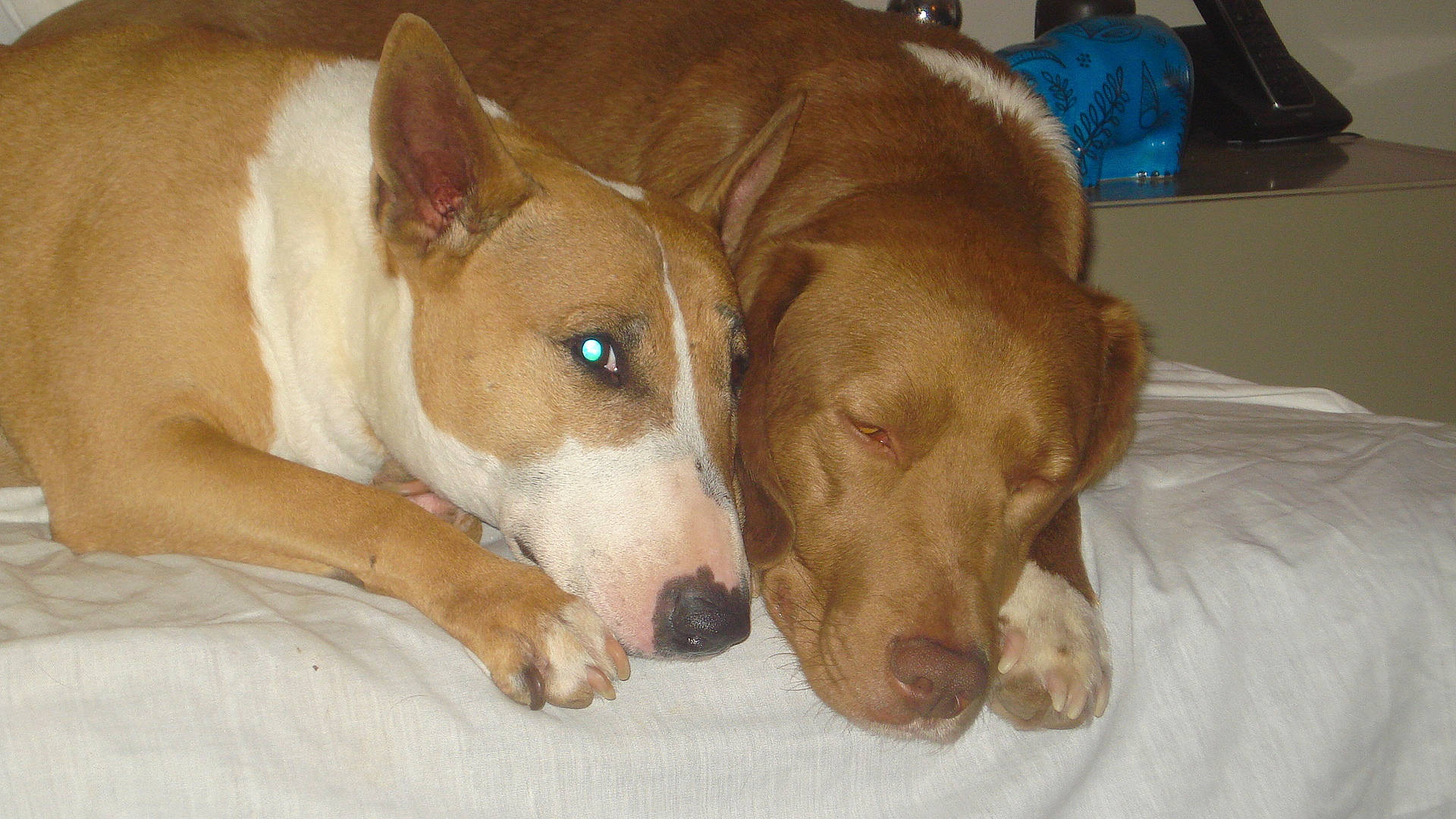 Samie Et Fripon a rejoint le concours — aidez-le/la à gagner de superbes lots ! canidae, carnivore, carolina_dog, dog, dog_breed, ear, fawn, ibizan_hound, mammal, non_sporting_group, old_english_terrier, podenco_canario, potcake_dog, snout, vertebrate, whiskers