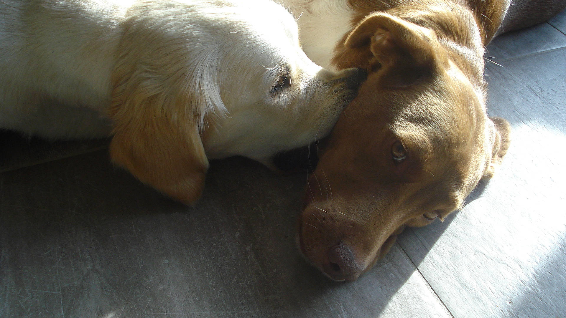 Samie Et Fripon participe au concours pour gagner de l'argent avec cette photo : canidae, carnivore, companion_dog, dog, dog_breed, fawn, labrador_retriever, mammal, puppy, puppy_love, retriever, snout, sporting_group, tail, vertebrate