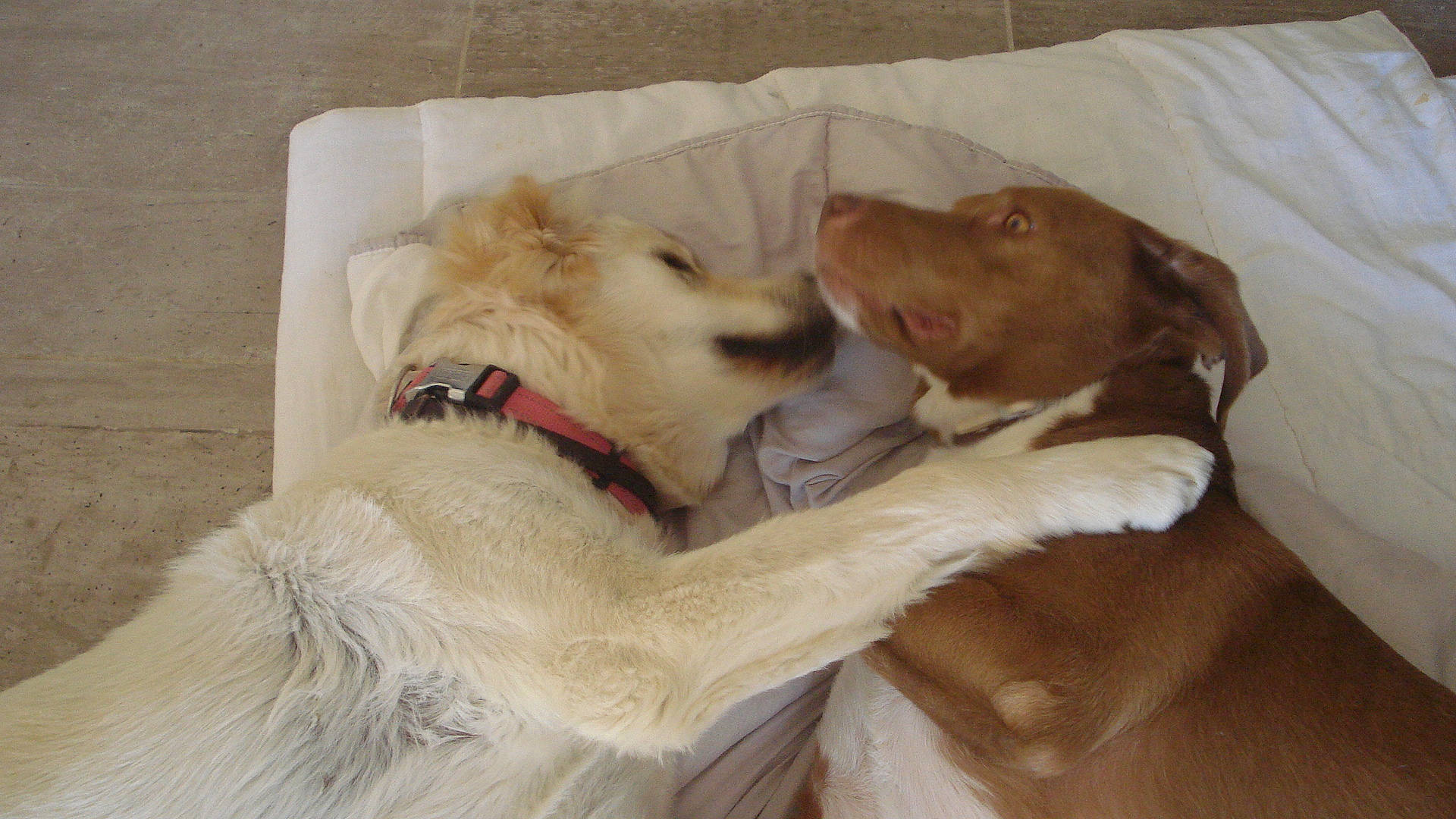 Samie Et Fripon participe au concours pour gagner de l'argent avec cette photo : canidae, carnivore, companion_dog, dog, dog_breed, golden_retriever, mammal, puppy_love, retriever, small_greek_domestic_dog, snout, sporting_group