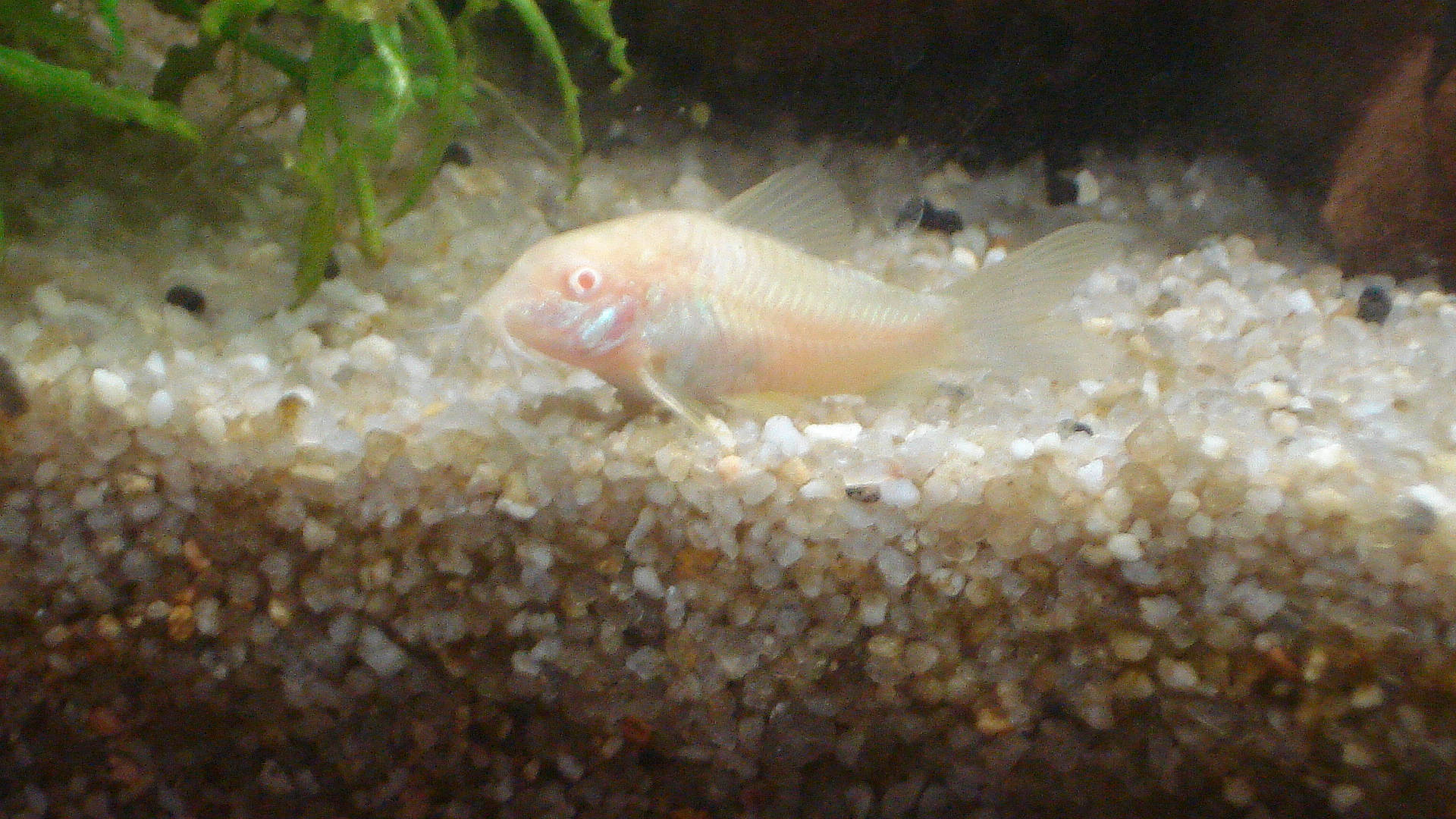 Blanco a rejoint le concours — aidez-le/la à gagner de superbes lots ! fawn, fish, marine_biology, organism, tail, underwater