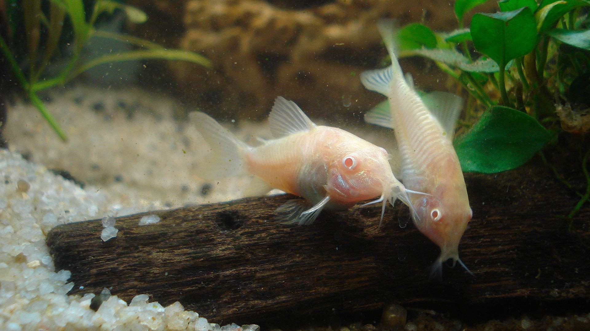 Blanco participe au concours pour gagner de l'argent avec cette photo : adaptation, aquarium, aquatic_plant, fawn, feeder_fish, fin, fish, freshwater_aquarium, marine_biology, organism, tail