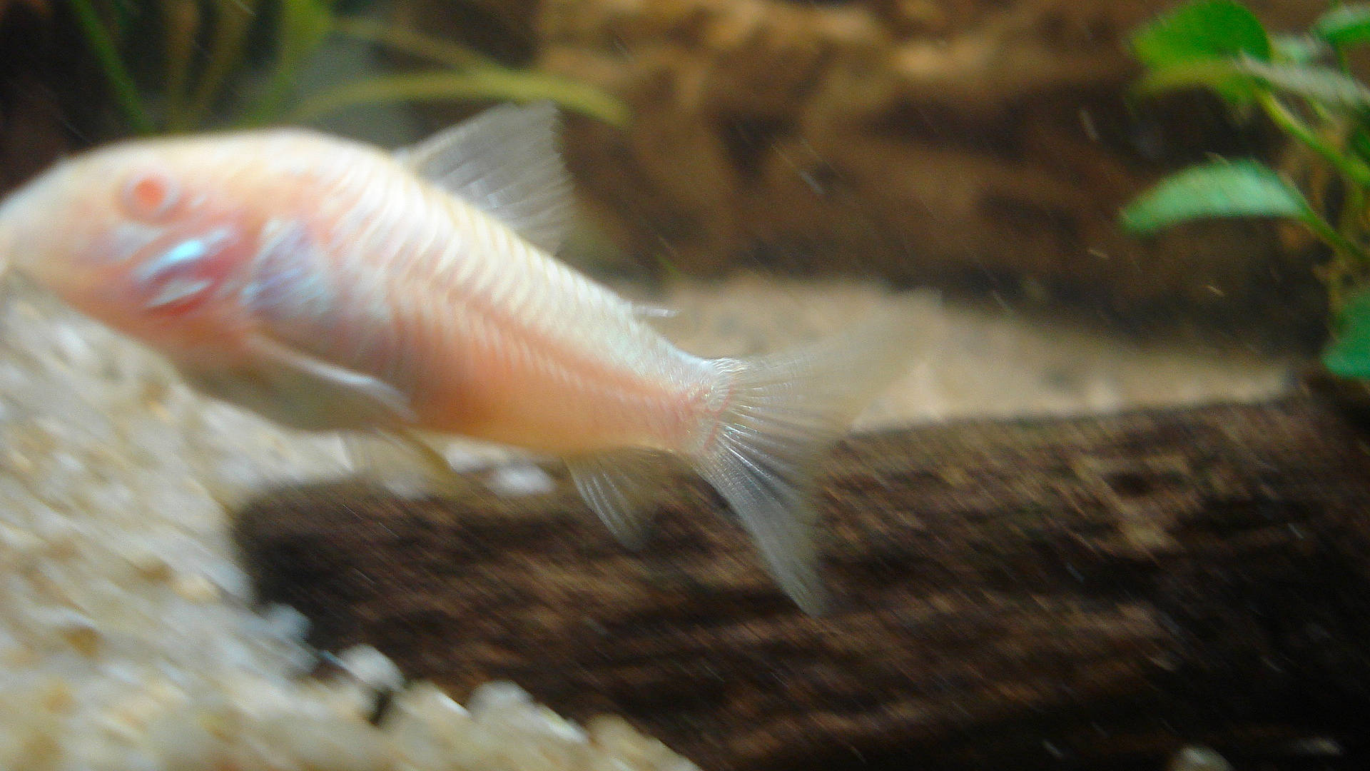 Blanco participe au concours pour gagner de l'argent avec cette photo : aquarium, aquatic_plant, bony_fish, feeder_fish, fin, fish, freshwater_aquarium, marine_biology, organism, tail, tilapia, underwater