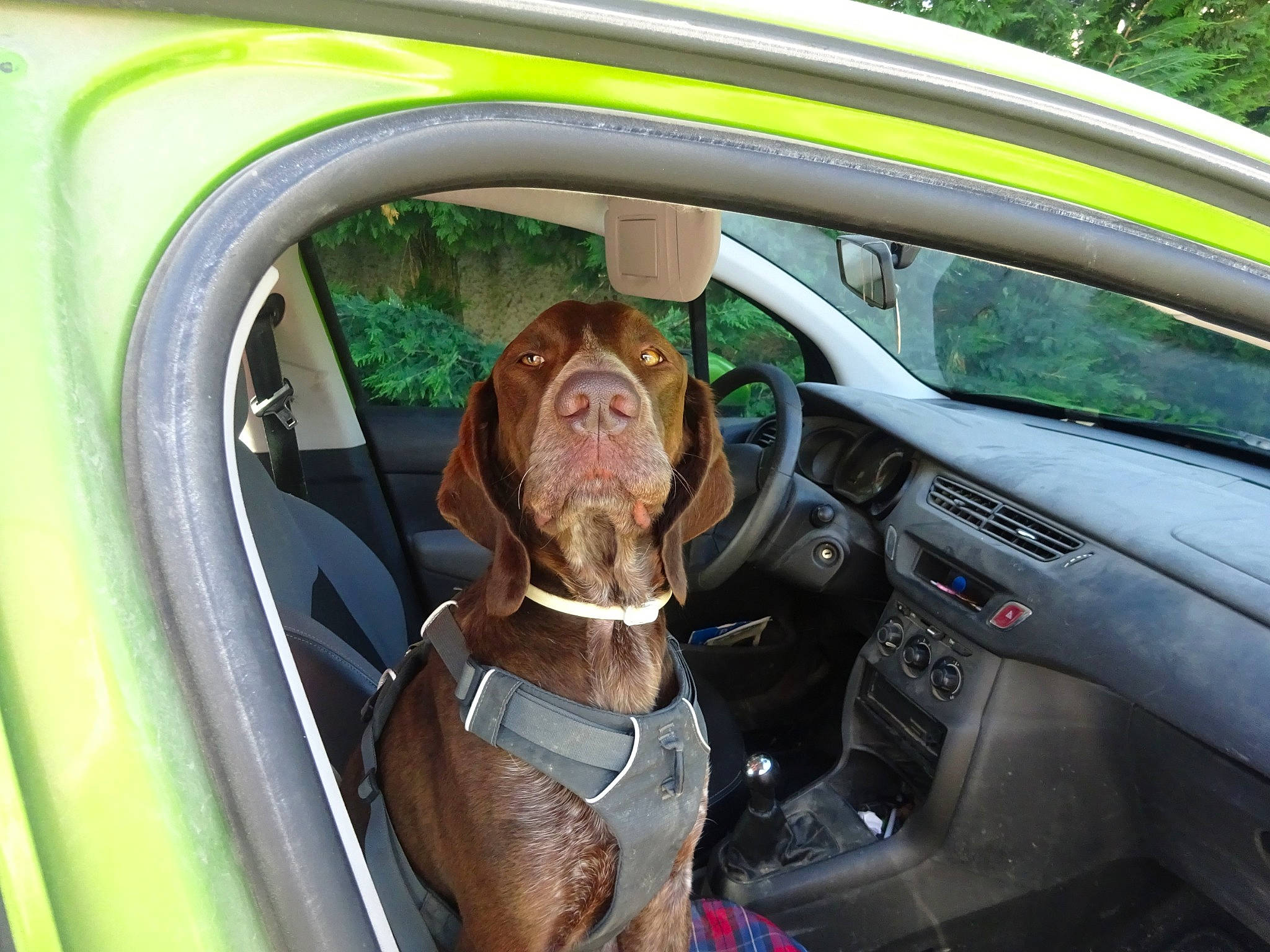 Nino a rejoint le concours — aidez-le/la à gagner de superbes lots ! auto_part, automotive_design, automotive_exterior, automotive_mirror, car, car_seat, car_seat_cover, carnivore, dog, door, mode_of_transport, motor_vehicle, personal_luxury_car, plant, rim, steering_part, steering_wheel, tints_and_shades, vehicle, vehicle_door