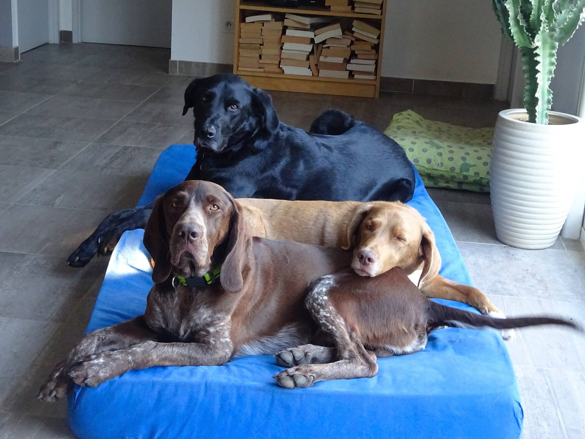 Nino participe au concours pour gagner de l'argent avec cette photo : canidae, carnivore, comfort, companion_dog, dog, dog_breed, dog_supply, flooring, flowerpot, guard_dog, gun_dog, houseplant, liver, mammal, plant, sporting_group, terrestrial_animal, vase, vertebrate, working_animal