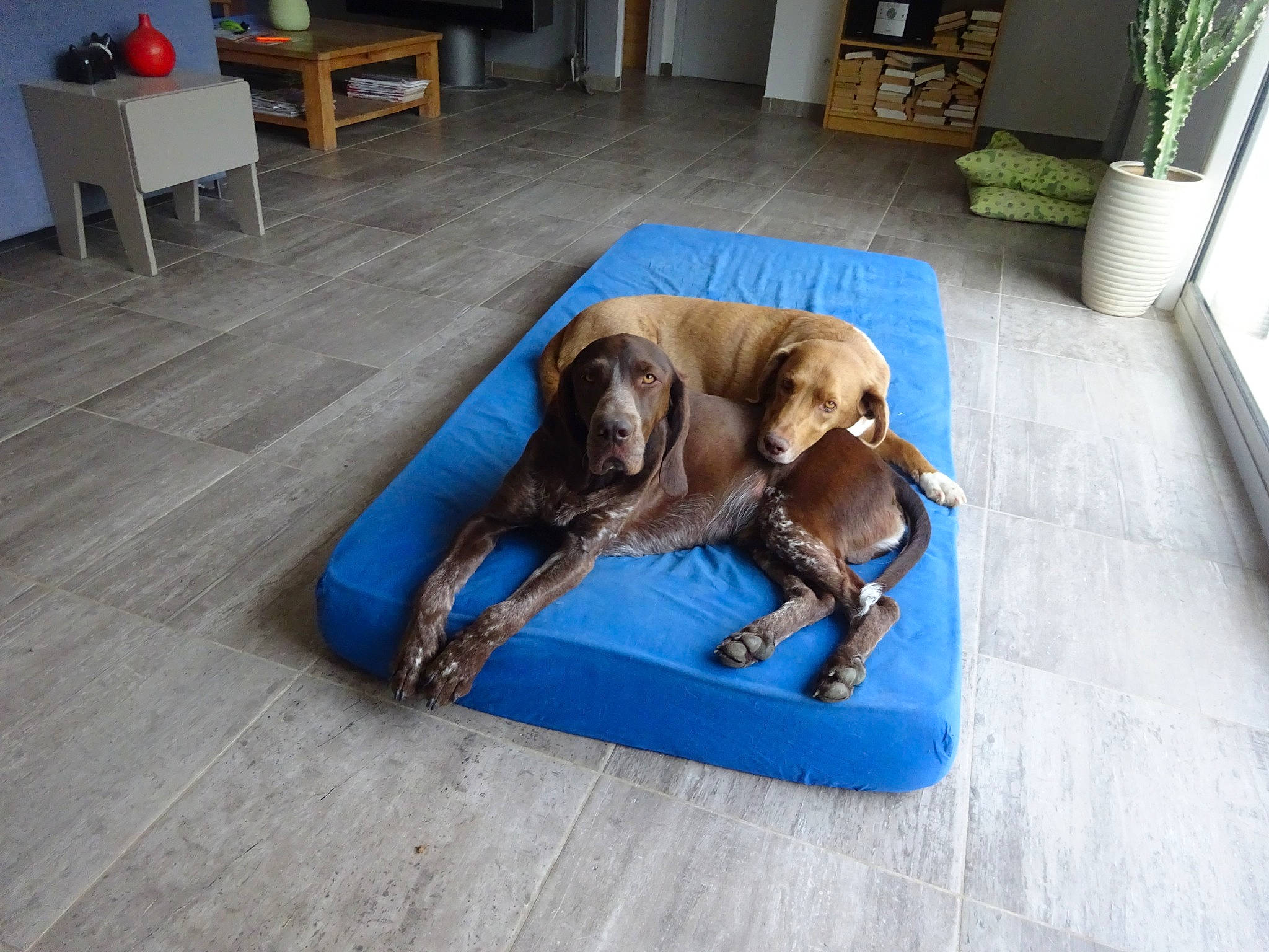 Nino a rejoint le concours — aidez-le/la à gagner de superbes lots ! bookcase, canidae, carnivore, comfort, companion_dog, dog, dog_breed, fawn, floor, flooring, hardwood, houseplant, leisure, liver, plant, room, shelf, sporting_group, wood, working_animal