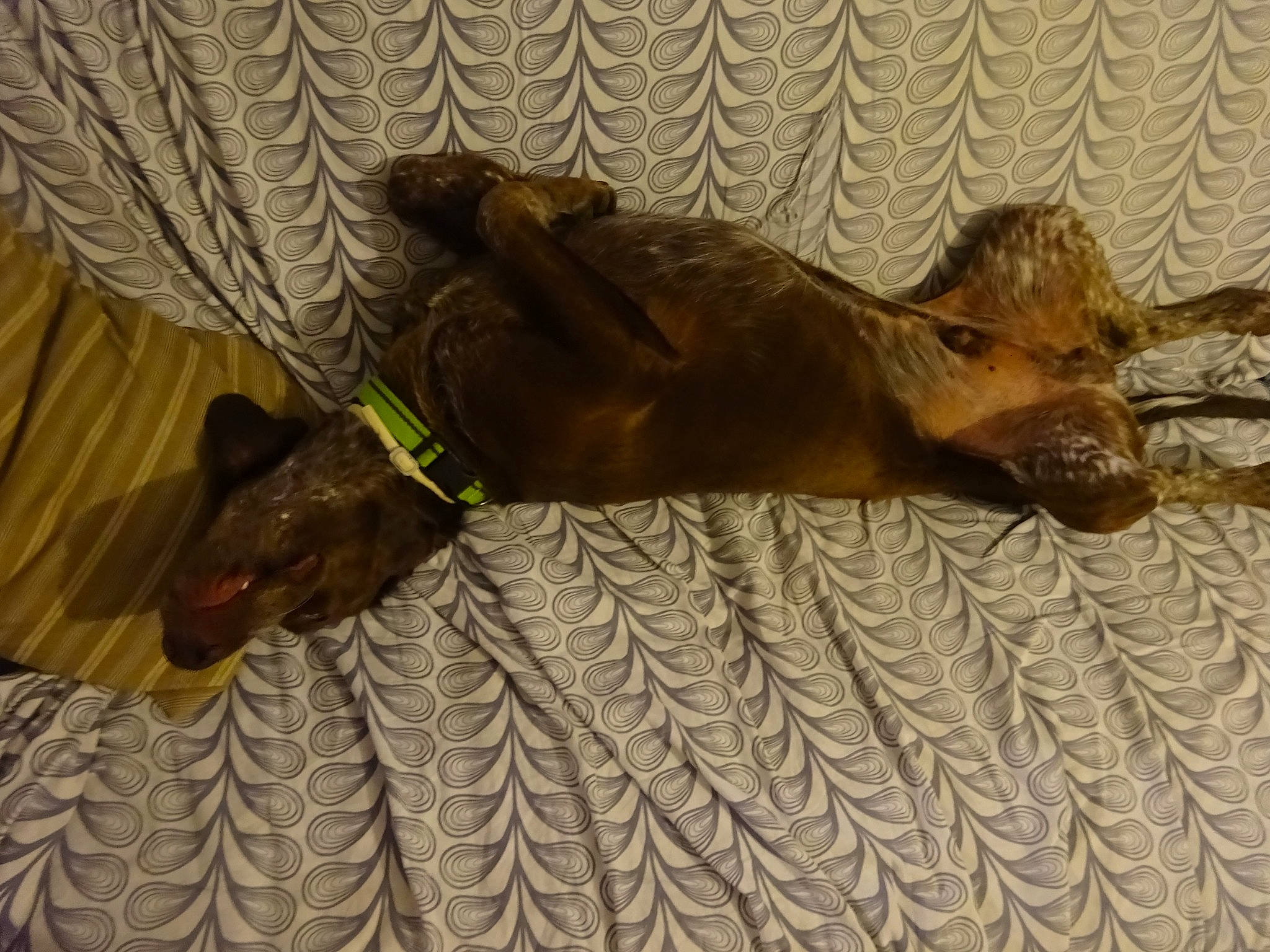 Nino participe au concours pour gagner de l'argent avec cette photo : brown, canidae, carnivore, comfort, companion_dog, curtain, dog, dog_breed, fawn, flooring, grey, hardwood, linens, liver, snout, sporting_group, tail, terrestrial_animal, wood, working_animal