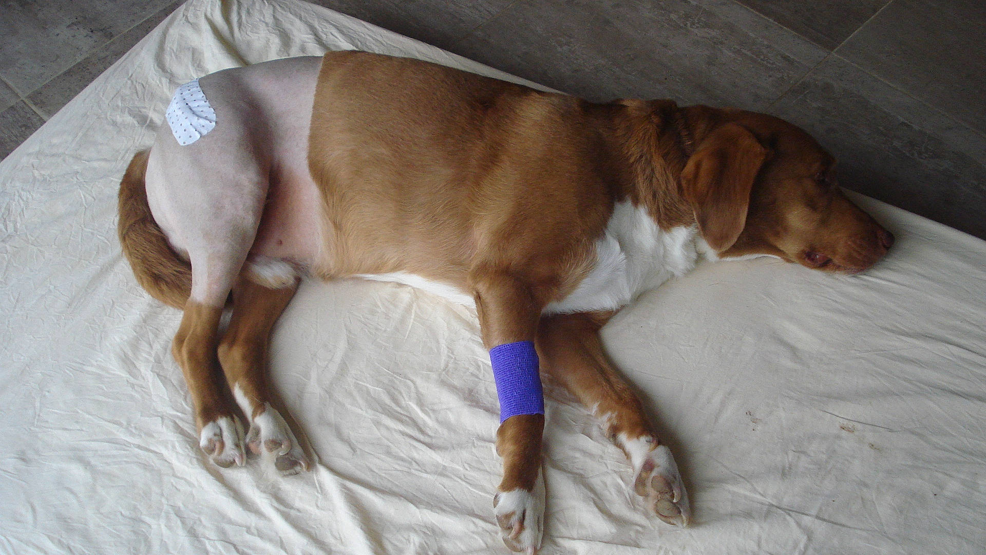 Fripon a rejoint le concours — aidez-le/la à gagner de superbes lots ! canidae, carnivore, companion_dog, dog, dog_breed, fawn, hunting_dog, liver, mammal, portuguese_pointer, posavac_hound, sporting_group, vertebrate, vizsla