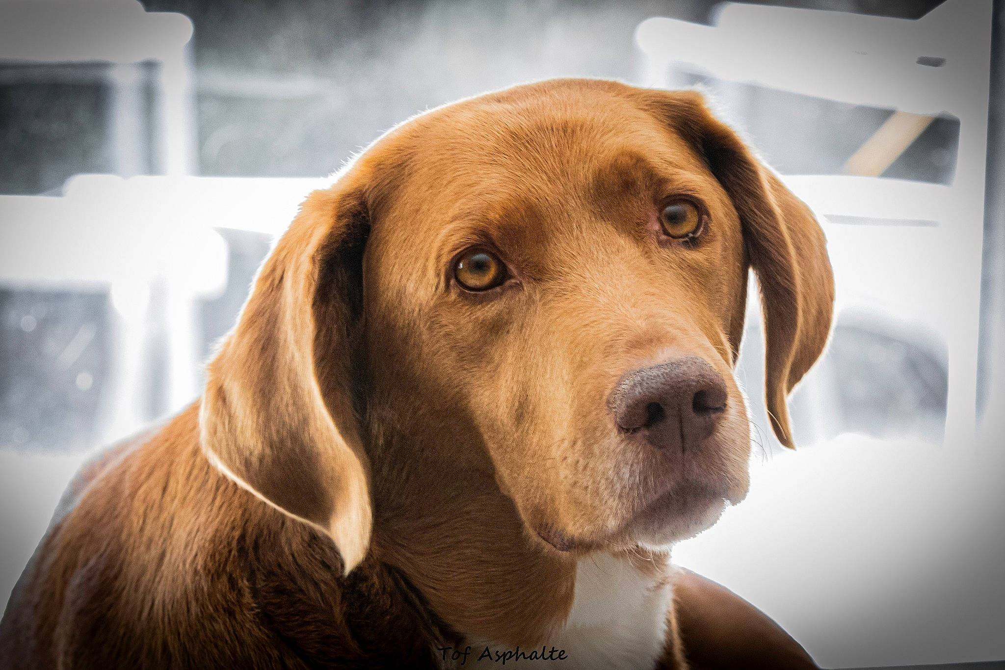 Fripon a rejoint le concours — aidez-le/la à gagner de superbes lots ! canidae, carnivore, companion_dog, dog, dog_breed, ear, fawn, hound, hunting_dog, labrador_retriever, liver, mammal, rare_breed_dog, snout, sporting_group, vertebrate, vizsla, whiskers