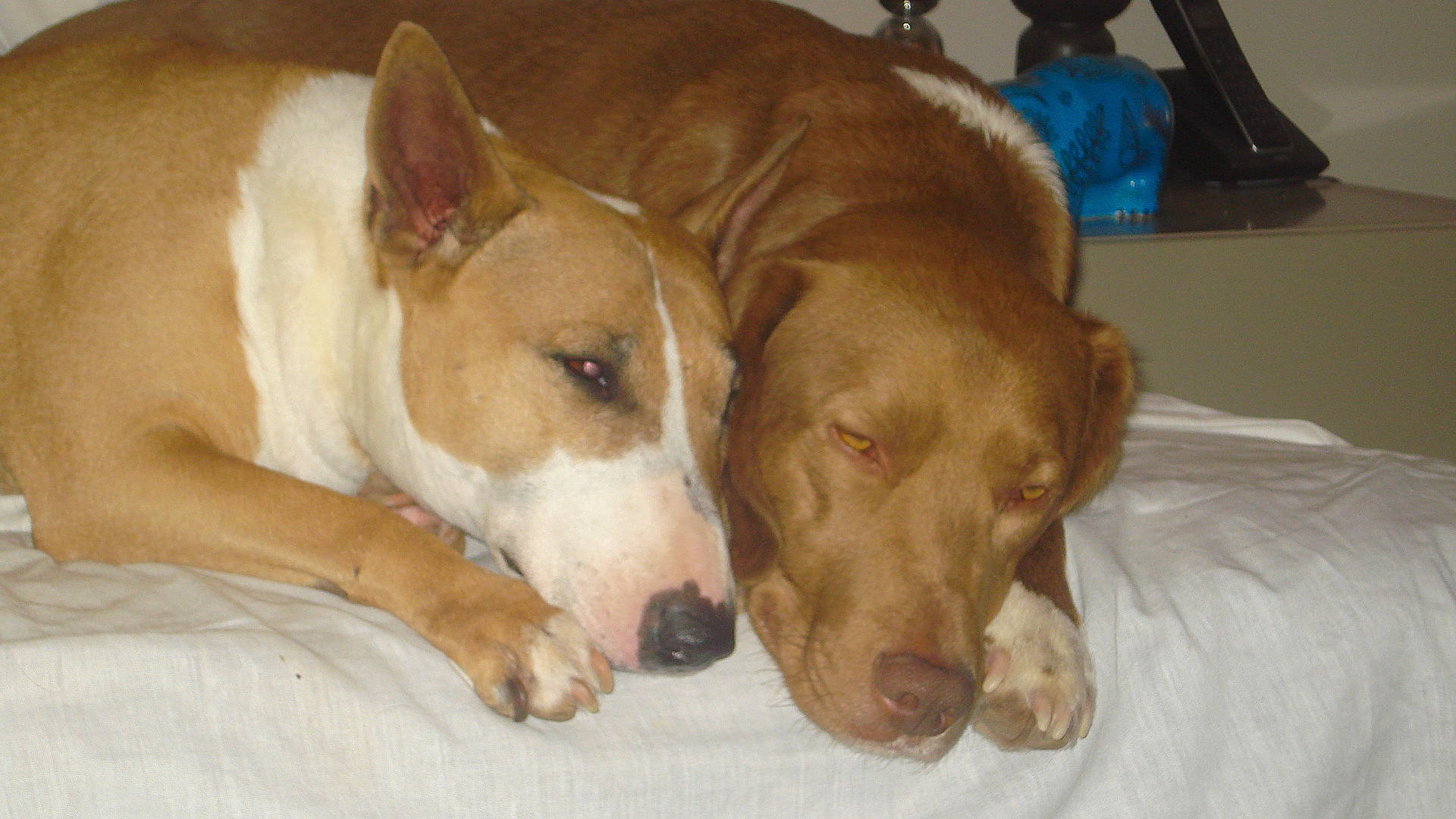 Fripon participe au concours pour gagner de l'argent avec cette photo : canidae, carnivore, carolina_dog, dog, dog_breed, ear, fawn, ibizan_hound, mammal, non_sporting_group, pariah_dog, podenco_canario, potcake_dog, snout, street_dog, vertebrate