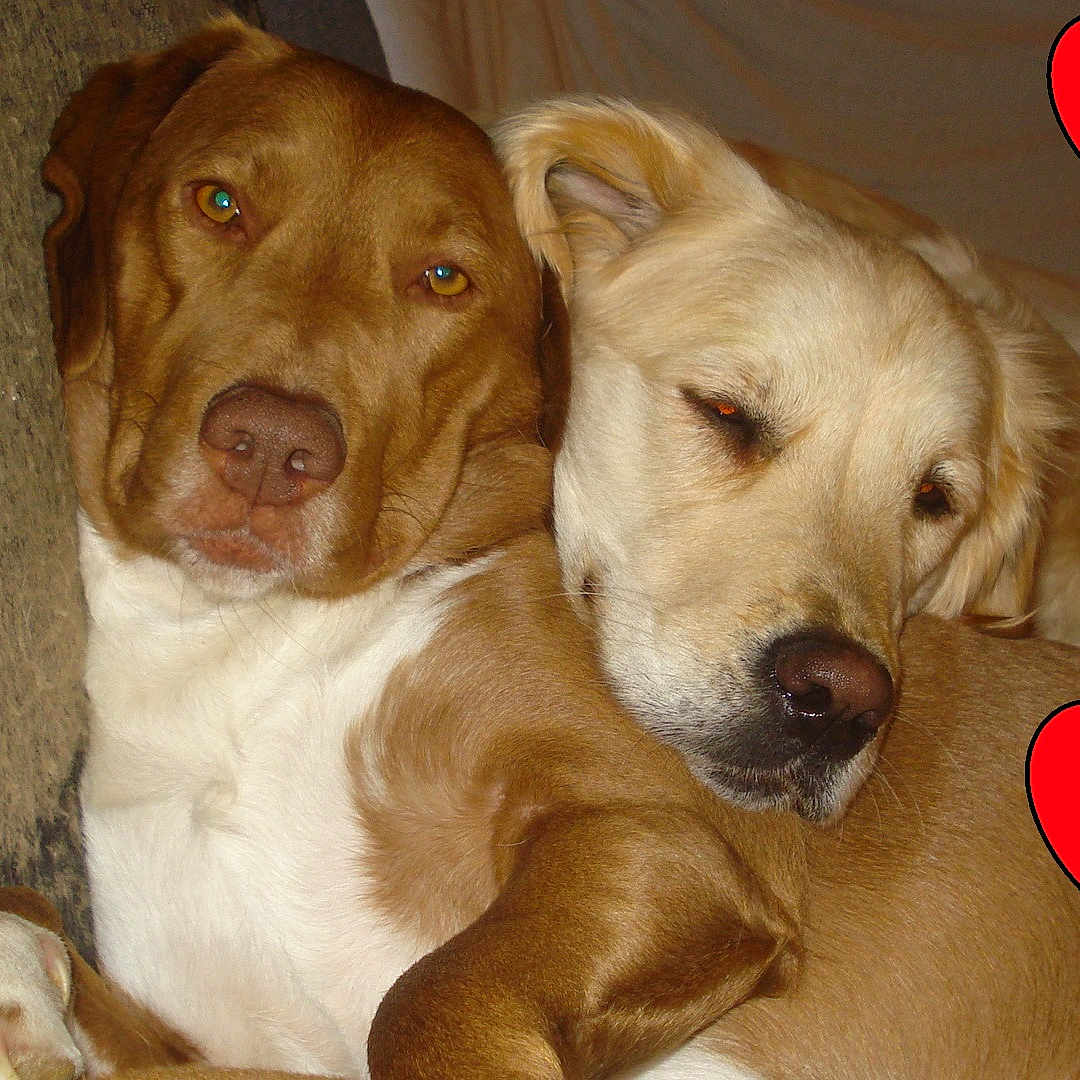 Samie participe au concours pour gagner de l'argent avec cette photo : animal, boxer, bulldog, canine, cupid, dog, envelope, goldenretriever, greetingcard, heart, hound, labradorretriever, mail, person, pet, pointer, puppy, sleeping, symbol, whitedog