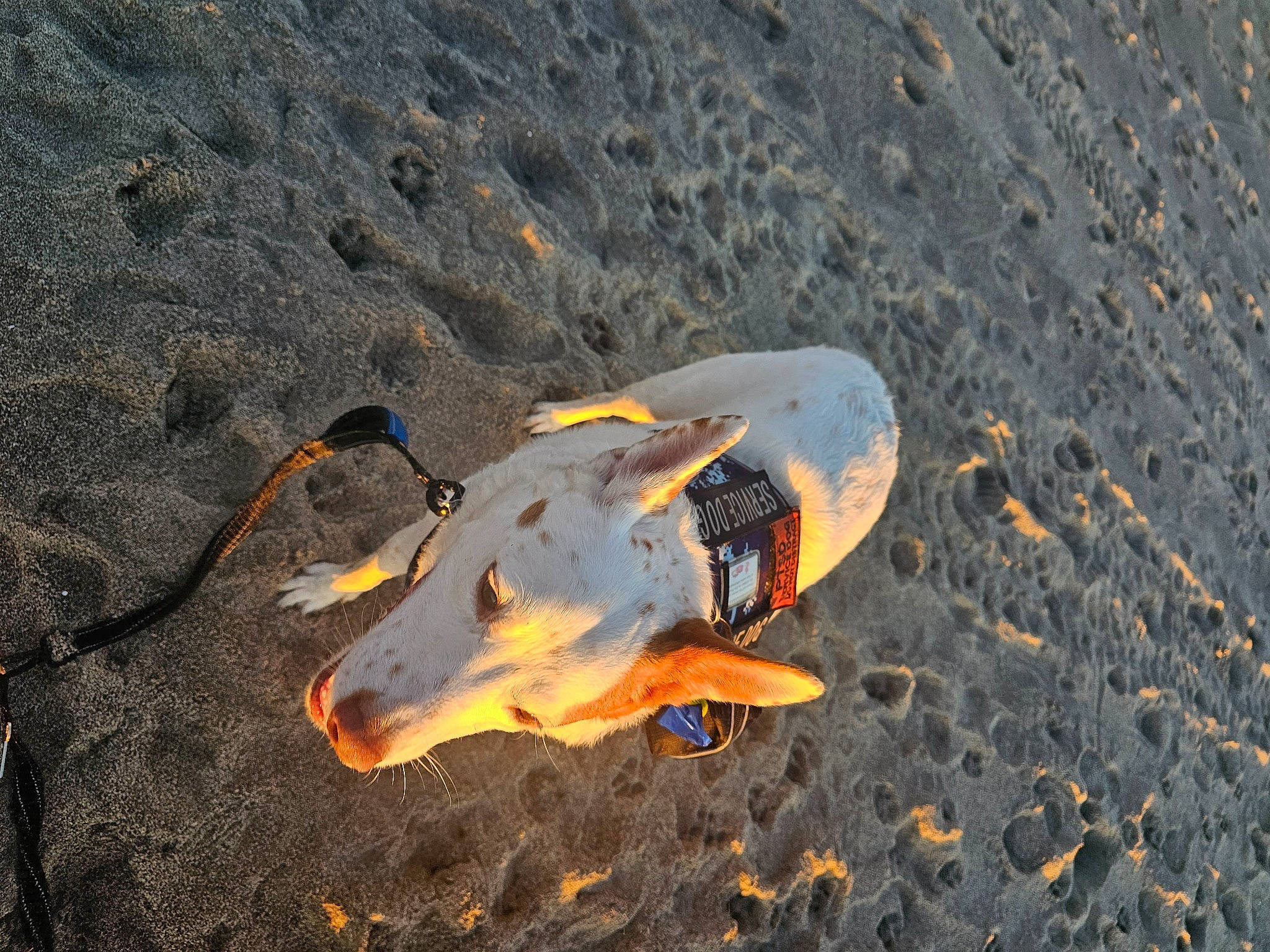 Bronco is registered to the contest to win money with this photo: asphalt, autumn, beach, fungus, landscape, marine_biology, organism, personal_protective_equipment, road_surface, rock, sand, seafood, shadow, soil, wildlife, wood