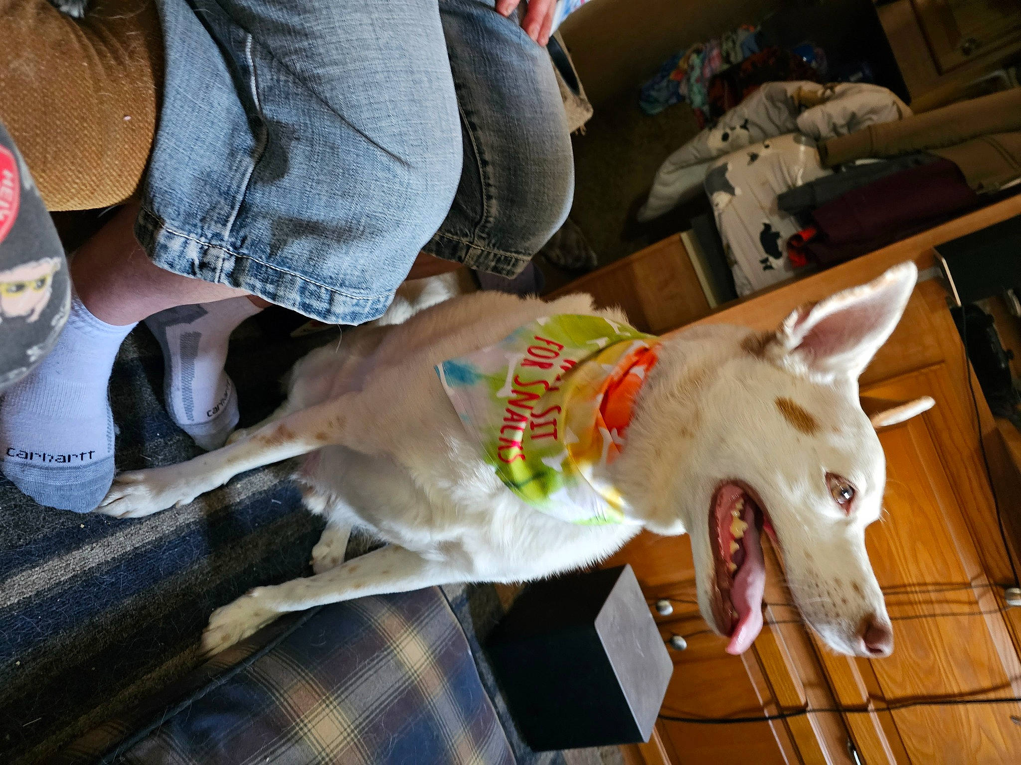 Bronco joined the competition — help win amazing prizes! canidae, carnivore, collar, companion_dog, dog, dog_breed, dog_collar, dog_supply, fawn, felidae, foot, fur, human_leg, non_sporting_group, paw, pet_supply, snout, sporting_group, tail, working_animal