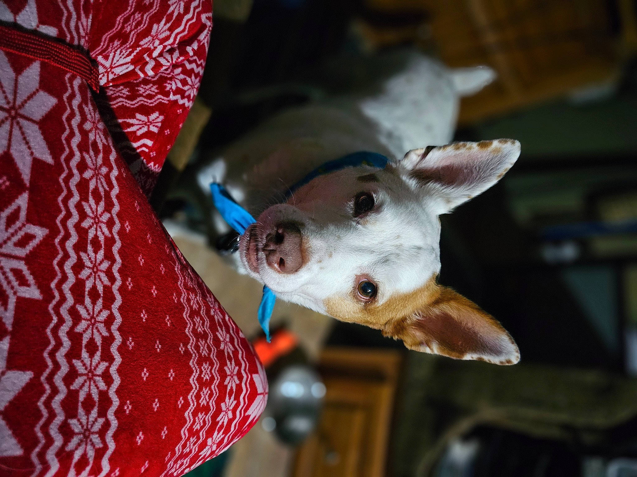 Bronco joined the competition — help win amazing prizes! canidae, carmine, carnivore, collar, companion_dog, cone, dog, dog_breed, fashion_accessory, fawn, felidae, fur, non_sporting_group, party_hat, pattern, small_to_medium_sized_cats, snout, sporting_group, whiskers, working_animal