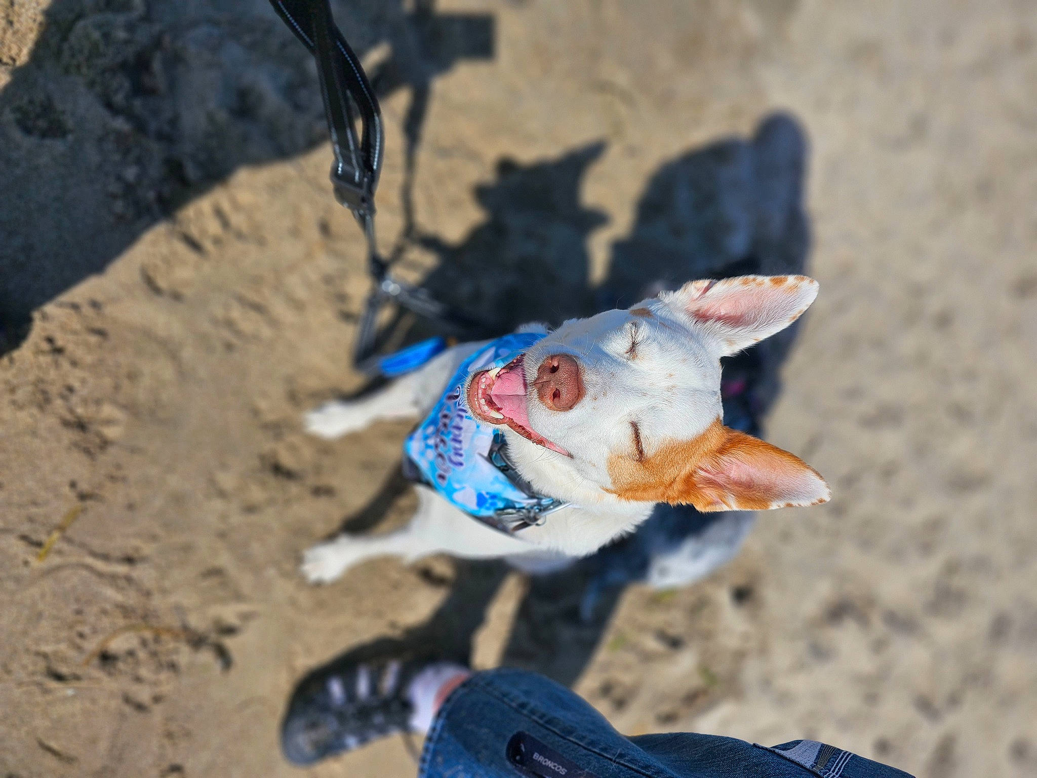 Bronco is registered to the contest to win money with this photo: adventure, beak, canidae, carmine, electric_blue, fawn, fish, fun, landscape, recreation, sand, seabird, seafood, shadow, soil, tail, toy, tree, wing, wood