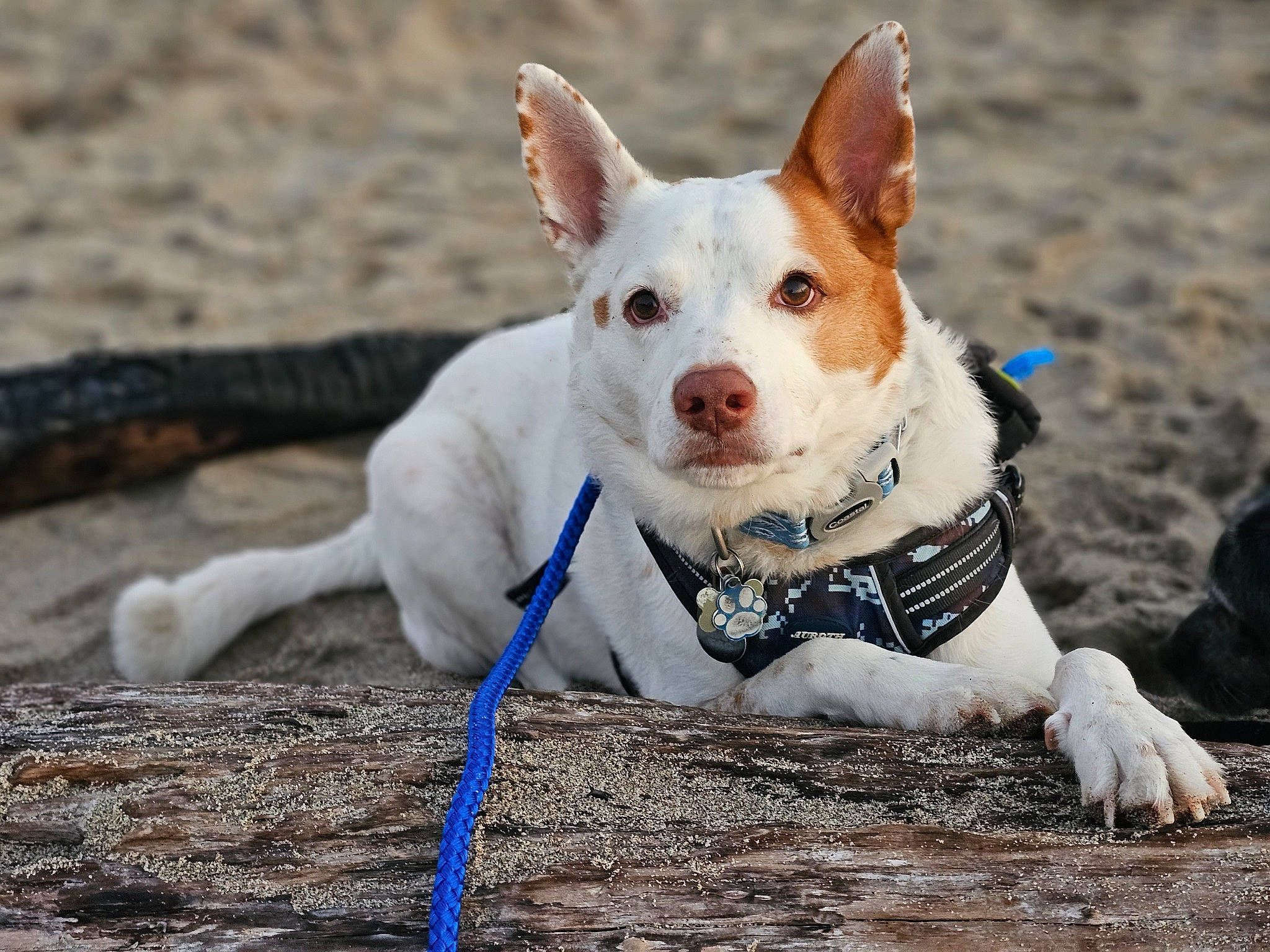 Bronco is registered to the contest to win money with this photo: canidae, carnivore, collar, companion_dog, dog, dog_breed, dog_collar, dog_supply, fawn, leash, mammal, paw, snout, soil, sporting_group, terrestrial_animal, terrier, vertebrate, whiskers, working_animal