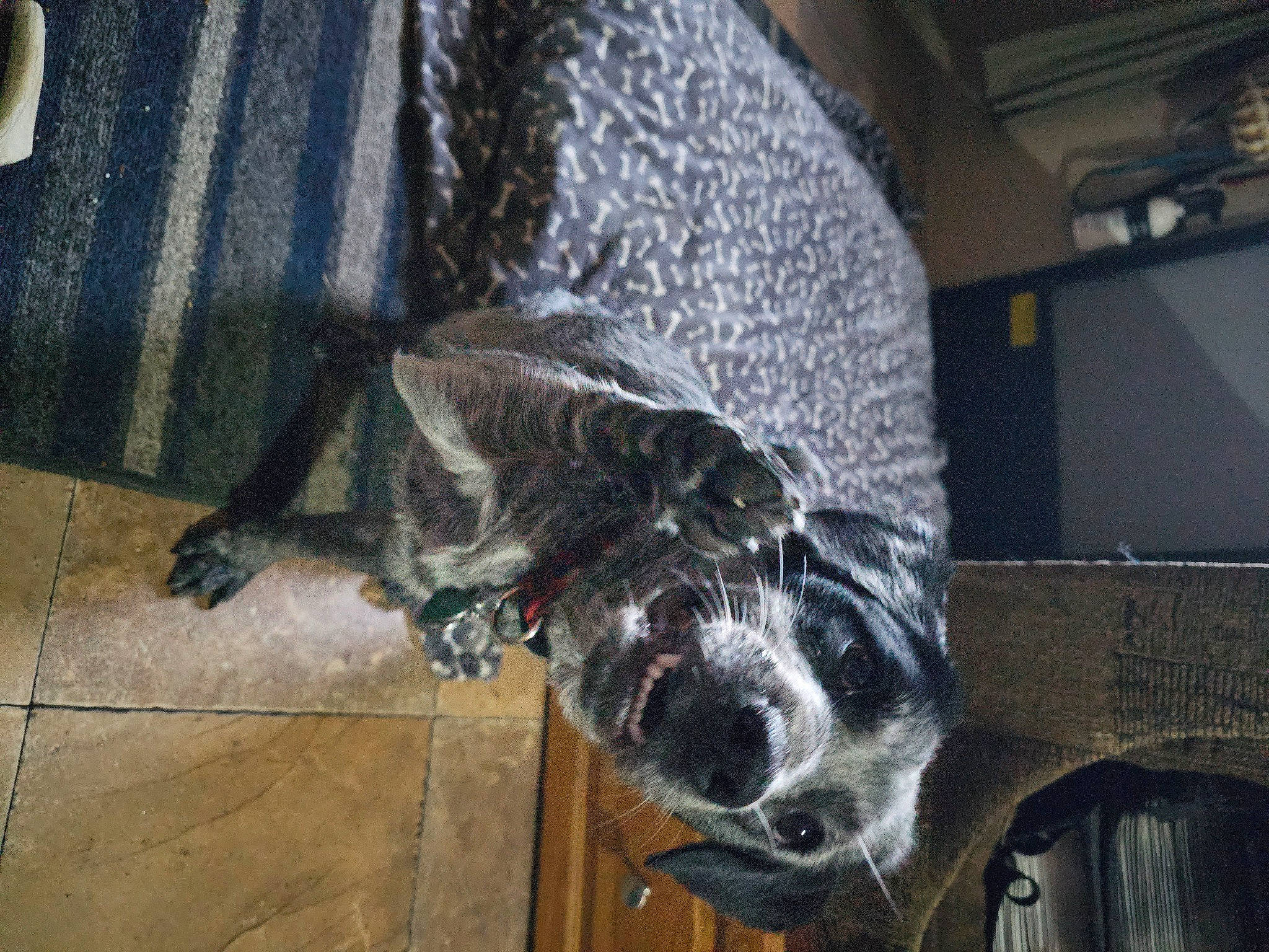 Gypsy joined the competition — help win amazing prizes! auto_part, automotive_tire, canidae, carnivore, dog, dog_breed, felidae, flooring, fur, non_sporting_group, snout, sporting_group, tail, whiskers, working_animal