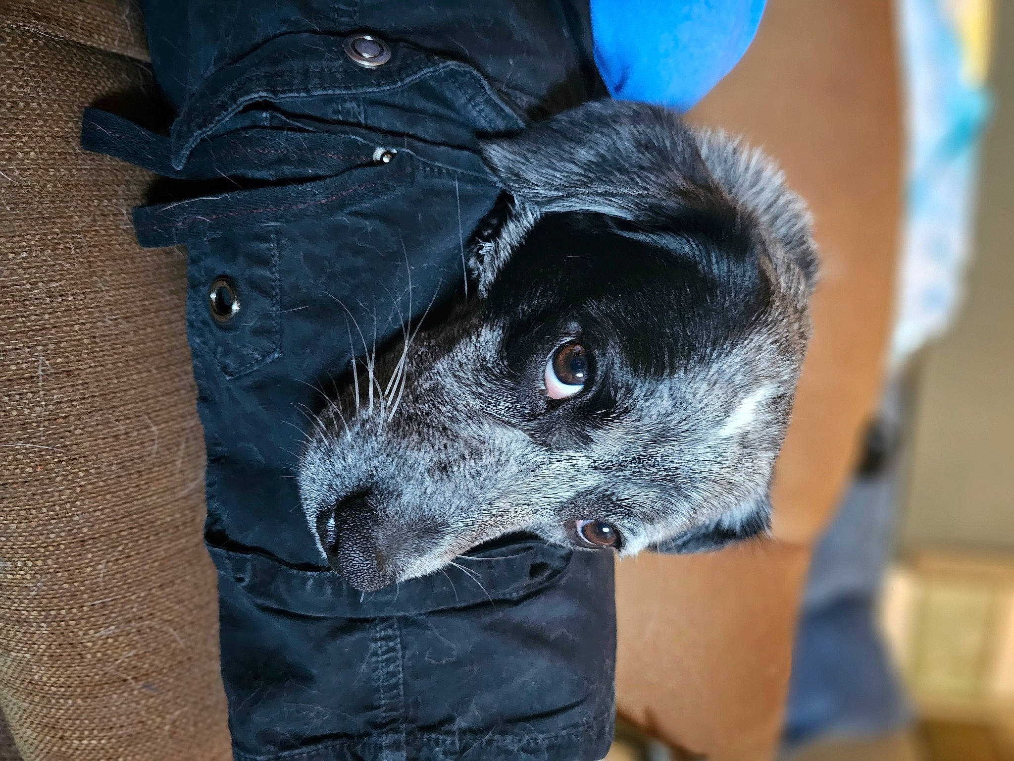 Gypsy joined the competition — help win amazing prizes! blue, canidae, carnivore, companion_dog, dog, dog_breed, dog_supply, electric_blue, fur, grey, guard_dog, non_sporting_group, pattern, sleeve, snout, sporting_group, terrestrial_animal, toy_dog, whiskers, working_animal