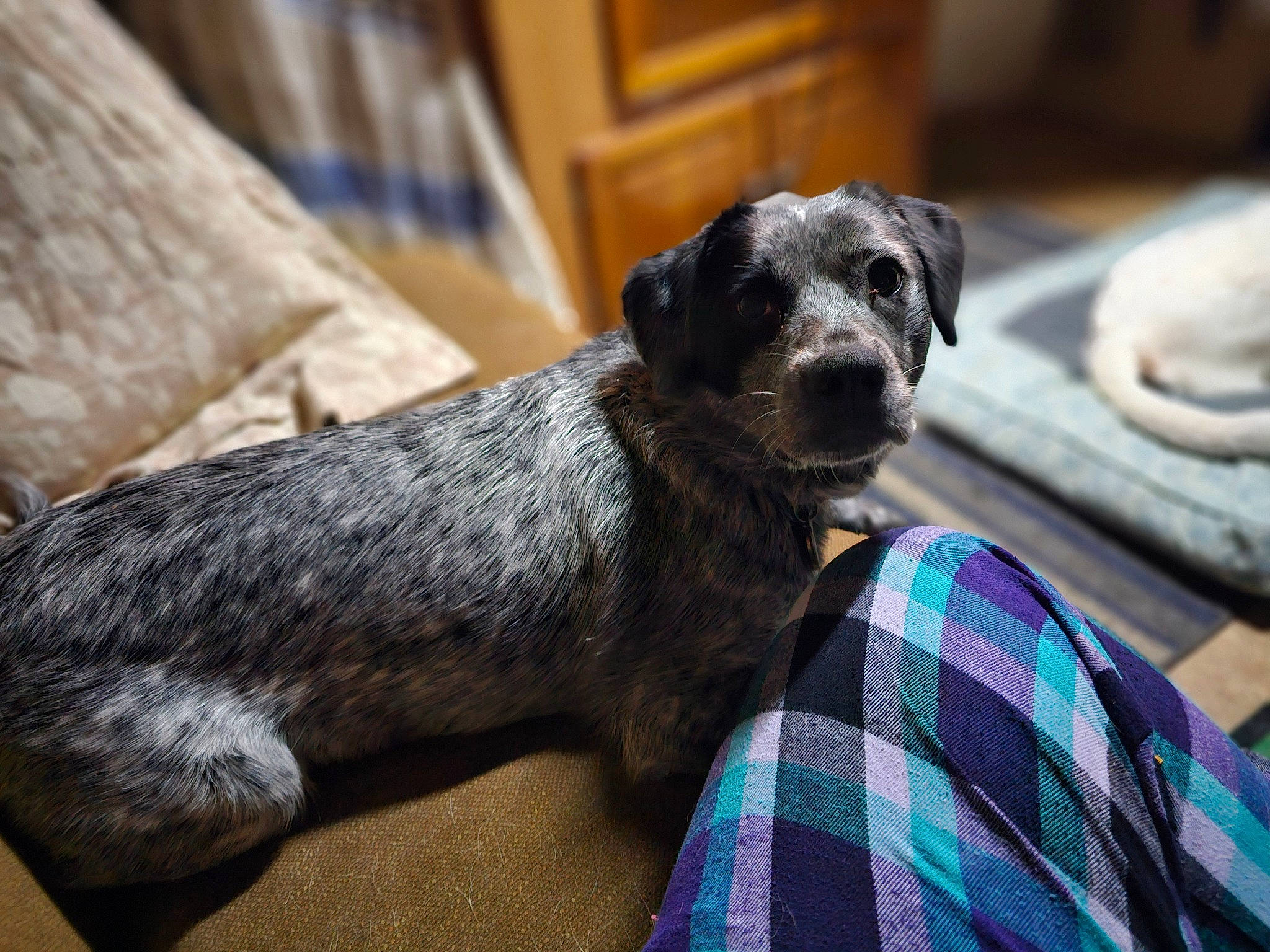 Gypsy joined the competition — help win amazing prizes! canidae, carnivore, comfort, companion_dog, dog, dog_breed, fawn, fur, pattern, plaid, small_terrier, snout, sporting_group, tartan, terrestrial_animal, terrier, toy_dog, working_terrier