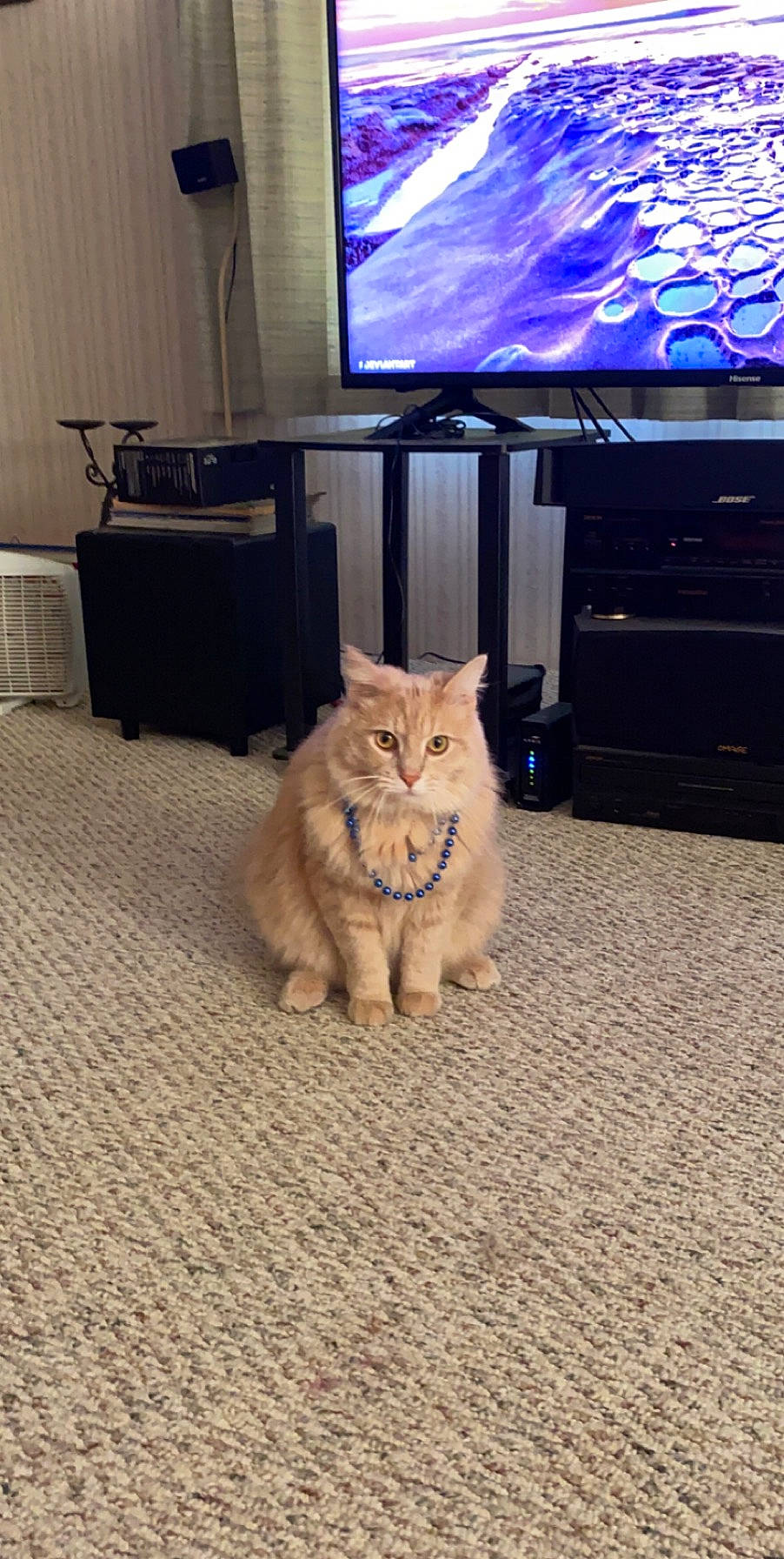 Snow is registered to the contest to win money with this photo: carnivore, cat, domestic_short_haired_cat, european_shorthair, fawn, felidae, floor, flooring, fur, hardwood, kitten, mammal, small_to_medium_sized_cats, tabby_cat, whiskers, wood