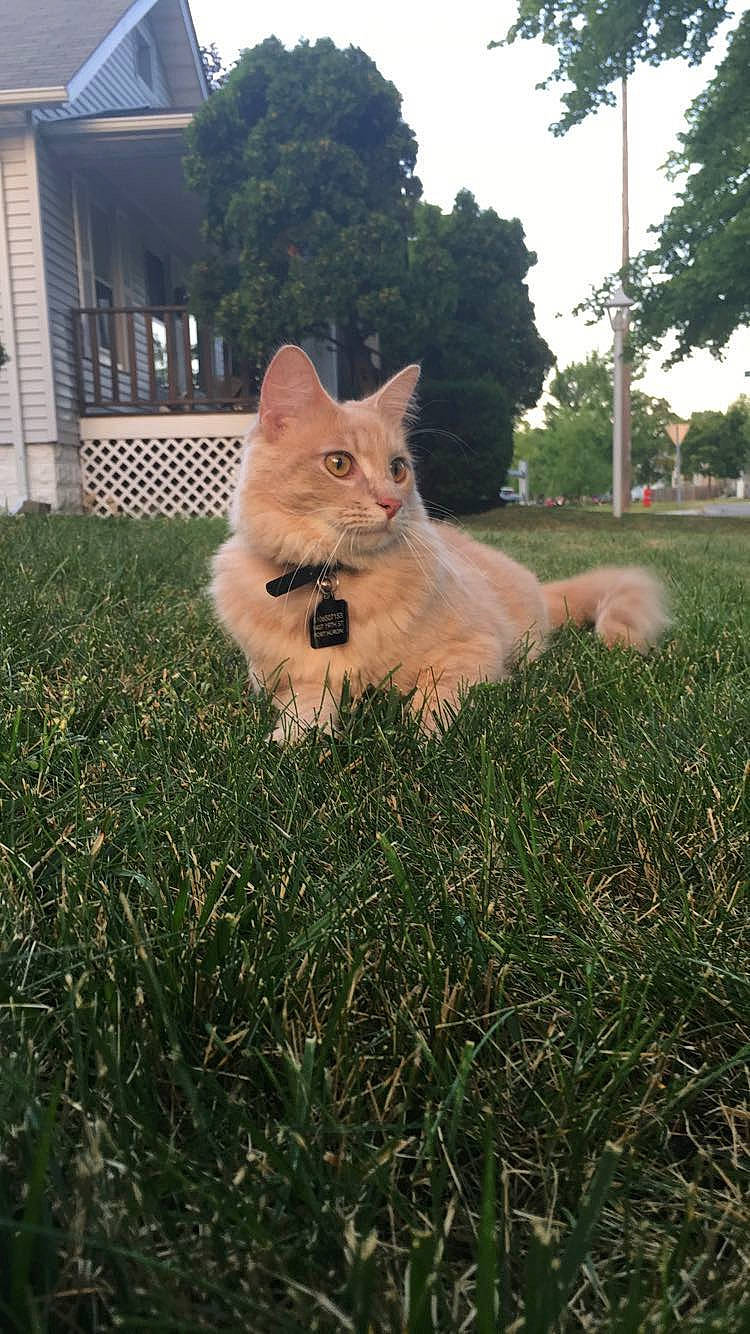 Snow joined the competition — help win amazing prizes! backyard, canidae, carnivore, cat, dog, dog_breed, fawn, felidae, grass, lawn, mammal, plant, pomeranian, tail, wolfdog, yard