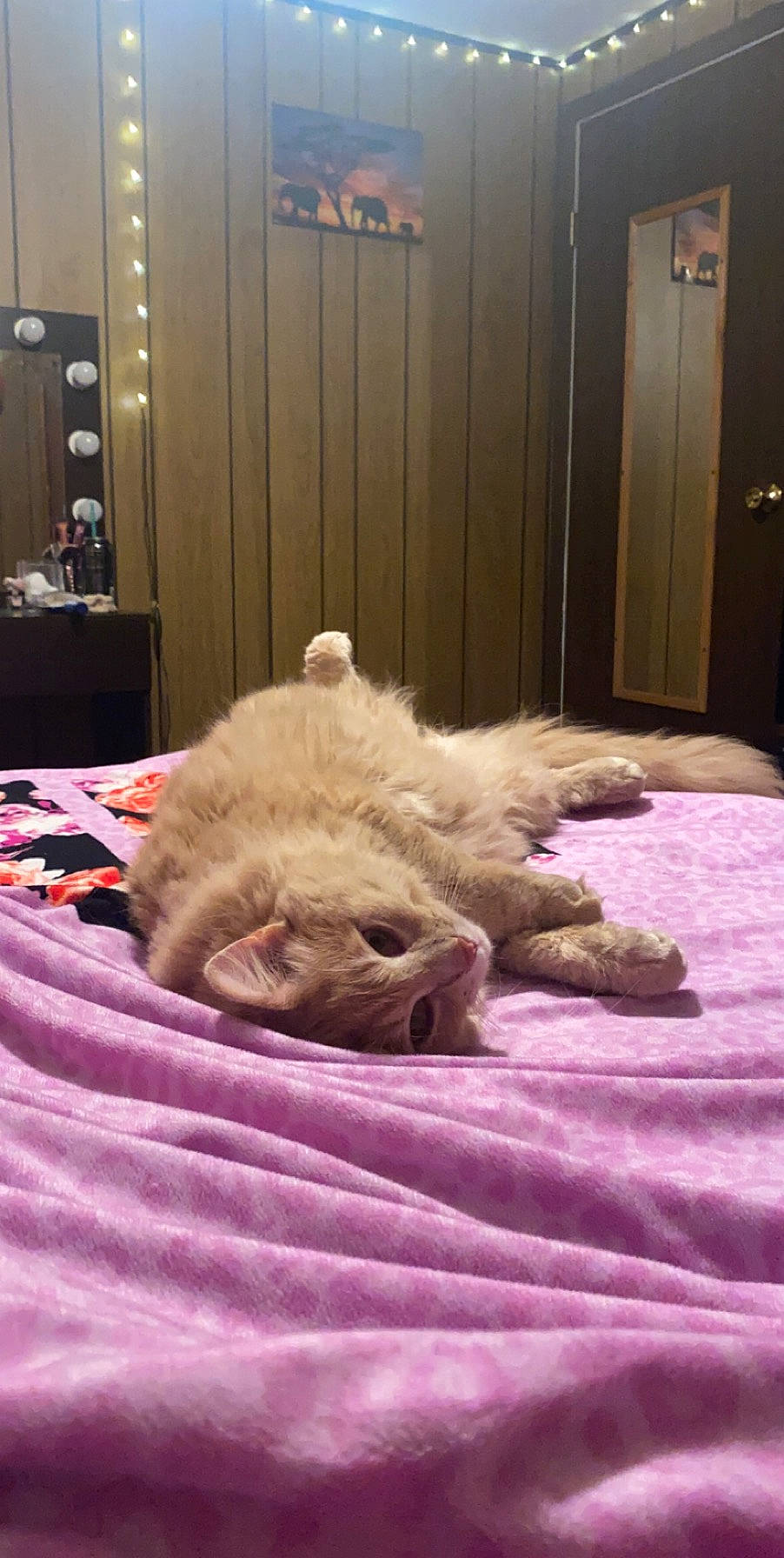 Snow joined the competition — help win amazing prizes! bed, carnivore, cat, fawn, felidae, fur, nap, sleep, small_to_medium_sized_cats, whiskers