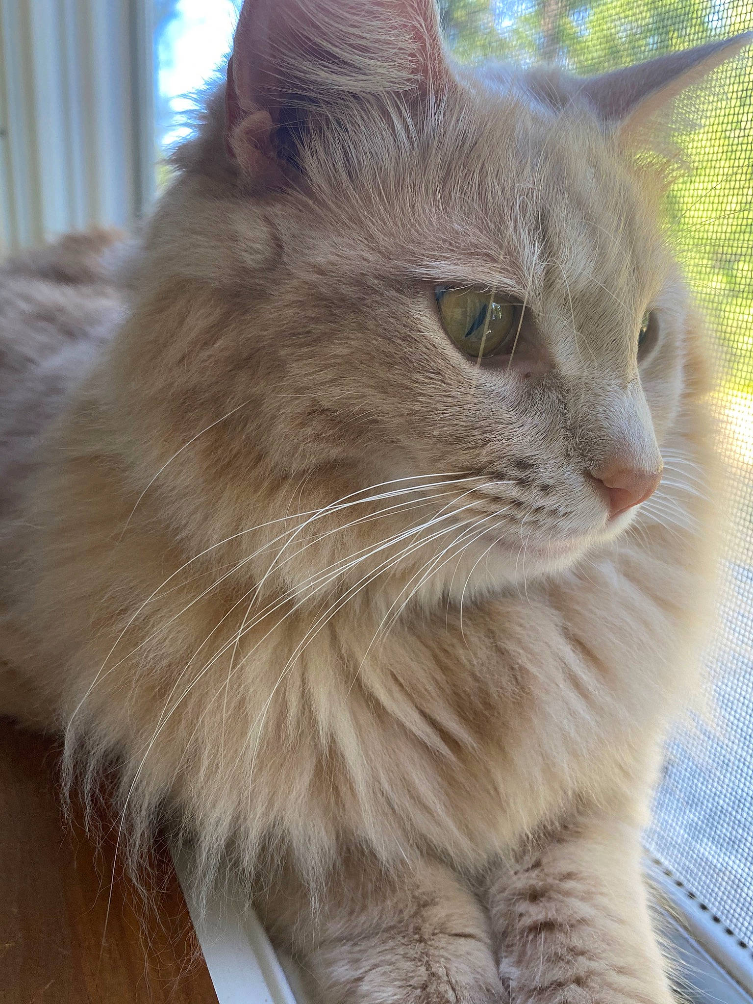 Snow is registered to the contest to win money with this photo: asian, asian_semi_longhair, british_longhair, british_semi_longhair, carnivore, cat, domestic_long_haired_cat, fawn, felidae, maine_coon, mammal, nebelung, norwegian_forest_cat, ragamuffin, siberian, small_to_medium_sized_cats, somali, turkish_angora, vertebrate, whiskers