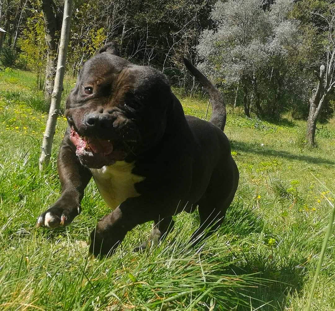 Obywan a rejoint le concours — aidez-le/la à gagner de superbes lots ! borador, canidae, carnivore, companion_dog, dog, dog_breed, hunting_dog, labrador_retriever, mammal, sporting_group, vertebrate