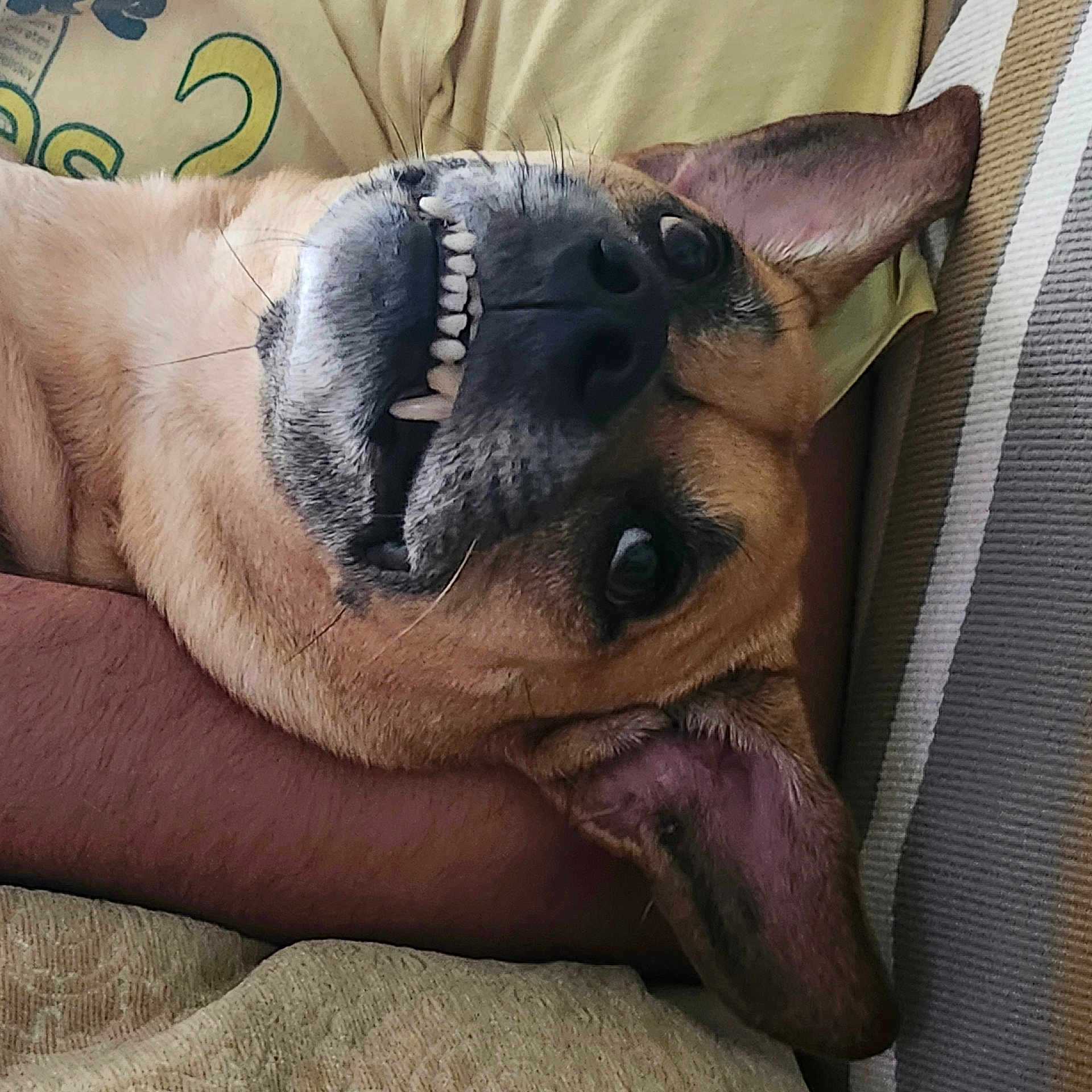 Piper