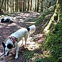 Tessy participe au concours pour gagner de l'argent avec cette photo : animal, canine, daylight, dog, forest, greenery, happy, moss, nature, outdoor, path, pet, plants, rolling, sniffing, sunlight, trail, trees, walking, woods