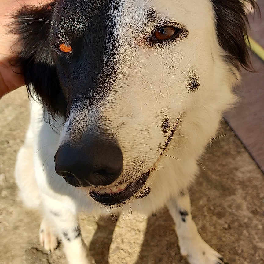 Tessy participe au concours pour gagner de l'argent avec cette photo : animal, black_and_white, canine, close_up, cute, dog, ears, flower, friendly, fur, happy, nature, nose, outdoor, paw, pet, playful, portrait, smiling, sunlight