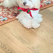 Pete is registered to the contest to win money with this photo: animal, bow, calm, cute, decor, dog, domestic_animal, floor, fluffy, fur, indoor, patterned_rug, pet, portrait, red_bow, rug, sitting, small_dog, white_dog, wooden_floor