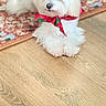 dog, white_dog, bow, red_bow, floor, wooden_floor, rug, patterned_rug, pet, indoor, small_dog, fluffy, cute, sitting, calm, decor, animal, domestic_animal, fur, portrait