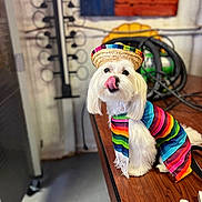 Pete is registered to the contest to win money with this photo: dog, white_dog, small_dog, sombrero, colorful_poncho, licking_nose, wooden_table, indoor, rustic, texas_flag, coiled_hoses, playful, pet, costume, cute, fur, animal, decor, celebration, portrait