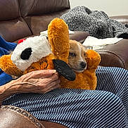 Behr is registered to the contest to win money with this photo: blanket, brown_leather, close_up, comfort, couch, cozy, dog, furry, hand, home, indoor, lap, person, pet, relaxed, resting, sleepy, striped_clothing, stuffed_animal, toy