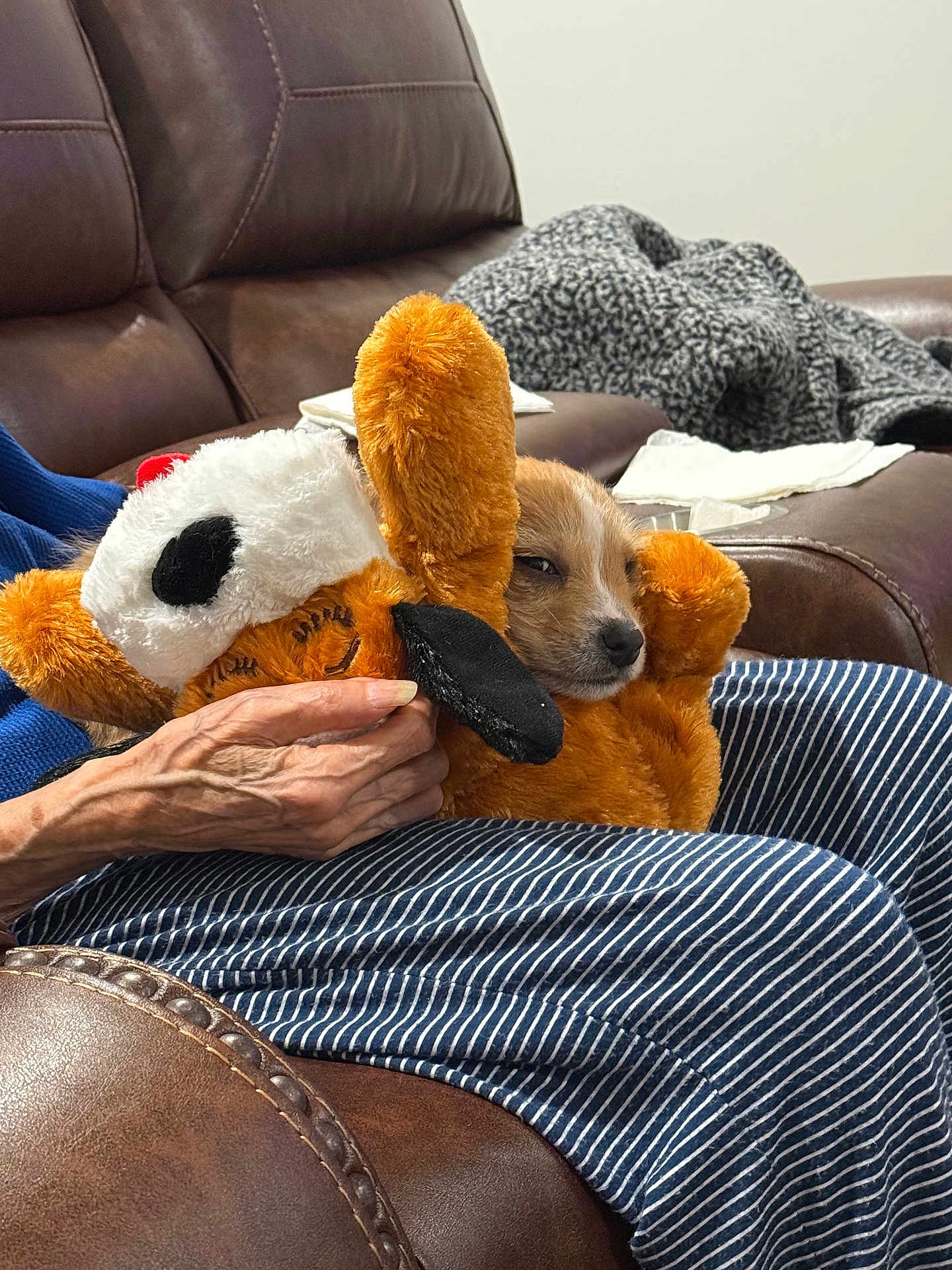 Behr is registered to the contest to win money with this photo: blanket, brown_leather, close_up, comfort, couch, cozy, dog, furry, hand, home, indoor, lap, person, pet, relaxed, resting, sleepy, striped_clothing, stuffed_animal, toy