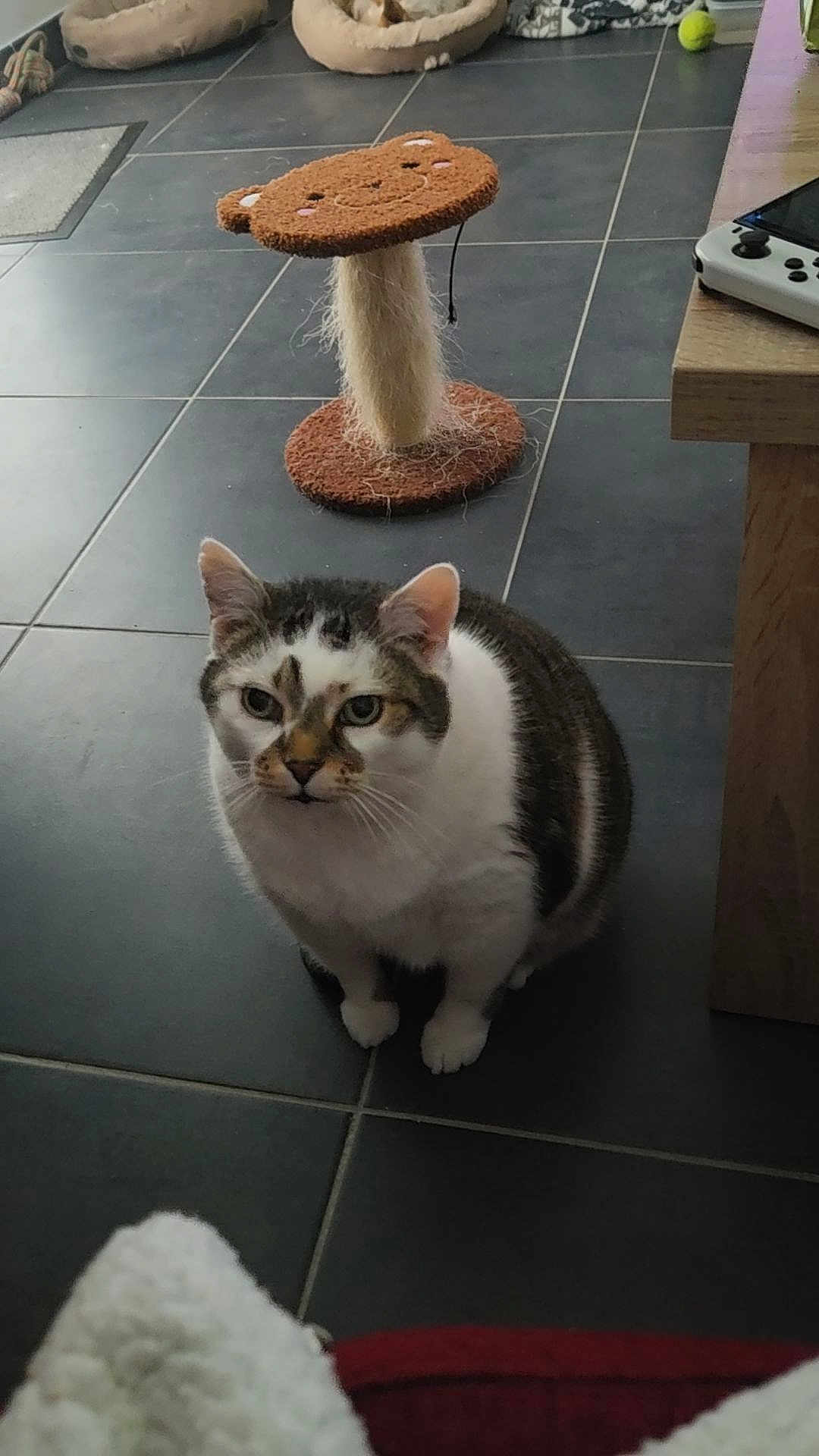 Gandja participe au concours pour gagner de l'argent avec cette photo : cat, pet, indoor, floor, tile, scratching_post, bear_face, pet_bed, game_controller, curious, white, gray, black, feline, animal, cozy, home, sitting, looking, quiet