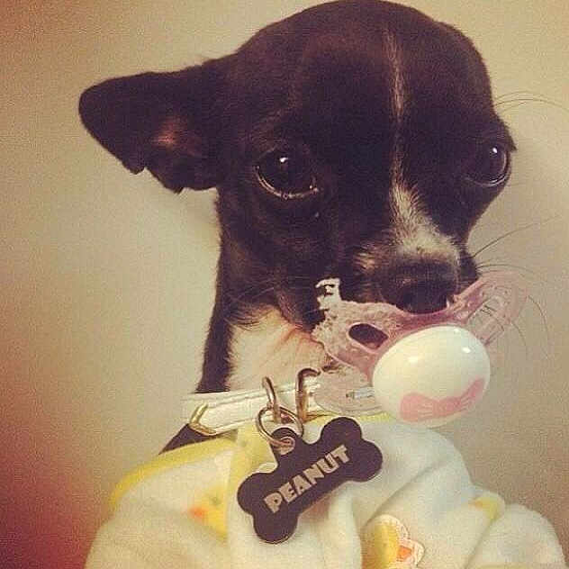 Peanut joined the competition — help win amazing prizes!