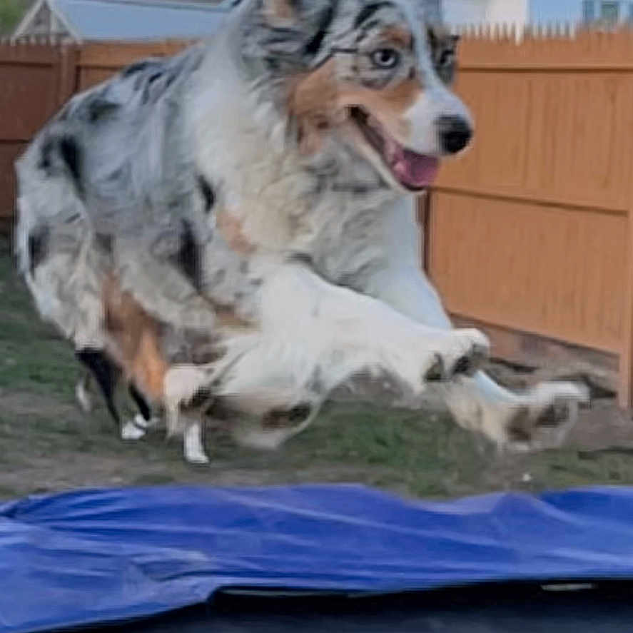 Murphy joined the competition — help win amazing prizes! animal, backyard, canine, collie, dog, jumping, nature, outdoors, person, pet, puppy, trampoline, yard