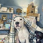 Willow joined the competition — help win amazing prizes! dog, dogs, pet, blanket, indoor, portrait, sitting, white_dog, black_dog, small_dog, large_dog, floppy_ears, dark_eyes, pink_nose, cozy, home, bed, boxes, shelves, household_clutter