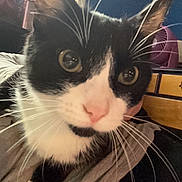 Luna is registered to the contest to win money with this photo: cat, black_and_white, close_up, whiskers, indoor, curious, pet, animal, feline, face, eyes, nose, paw, window, furniture, cozy, background, domestic, portrait, soft_light