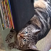 Shachat a rejoint le concours — aidez-le/la à gagner de superbes lots ! art, carnivore, cat, domestic_short_haired_cat, felidae, fur, metal, office_supplies, pet_supply, rectangle, sculpture, small_to_medium_sized_cats, tail, visual_arts, whiskers, wood