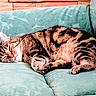 Shasha a rejoint le concours — aidez-le/la à gagner de superbes lots ! animal, calm, cat, couch, cozy, cute, domestic_cat, feline, furniture, home, indoor, nap, pet, relaxing, resting, sleeping, soft_furniture, striped, tabby, tabby_cat