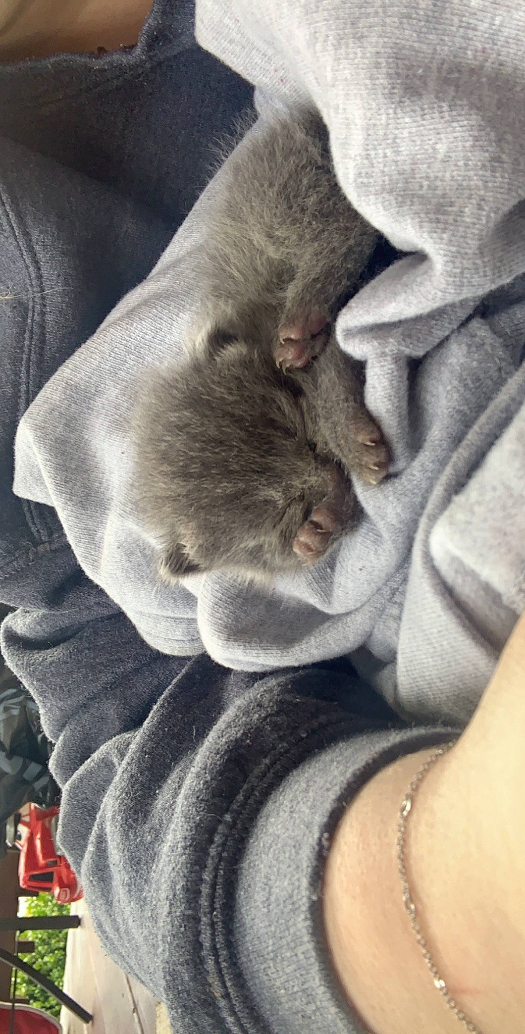 Fatty joined the competition — help win amazing prizes! canidae, carnivore, chartreux, dog_breed, ear, fawn, french_bulldog, great_dane, hand, nap, puppy, russian_blue, sleep, snout, sphynx, sporting_group, weimaraner