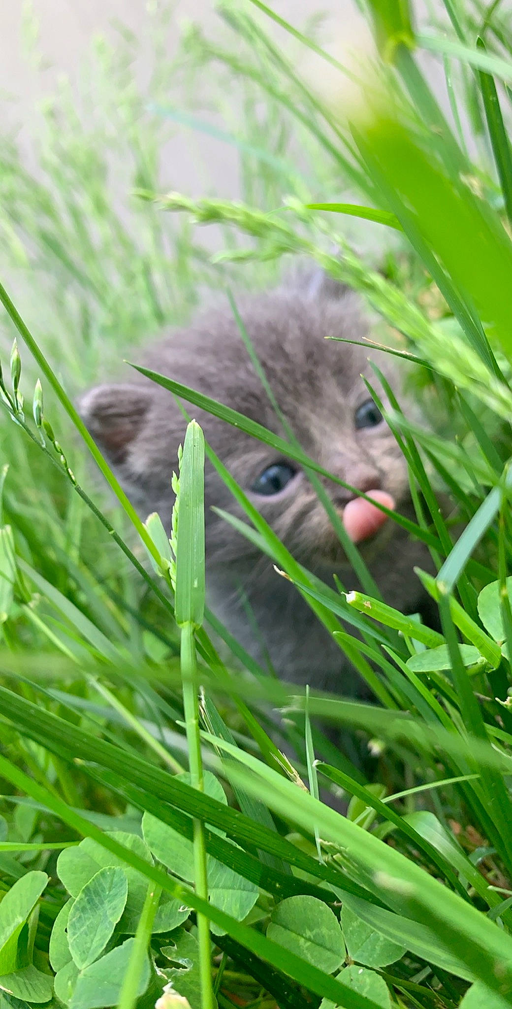 Fatty is registered to the contest to win money with this photo: cat, felidae, grass, grass_family, green, kitten, lemongrass, nebelung, plant, small_to_medium_sized_cats, whiskers, wild_cat, wildlife