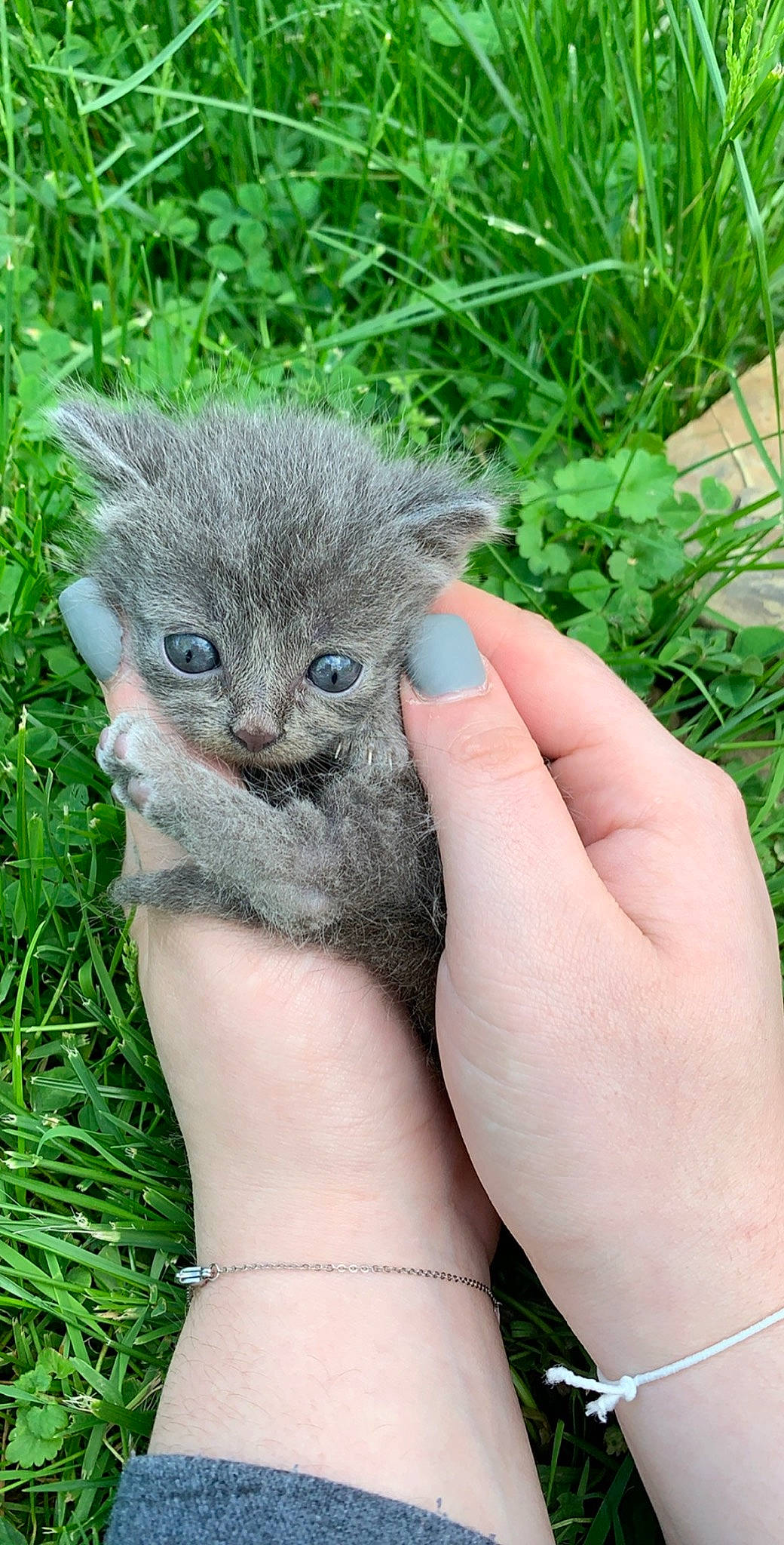 Fatty joined the competition — help win amazing prizes! british_semi_longhair, carnivore, cat, domestic_short_haired_cat, fawn, felidae, german_rex, grass, kitten, mammal, pixie_bob, small_to_medium_sized_cats, vertebrate, whiskers