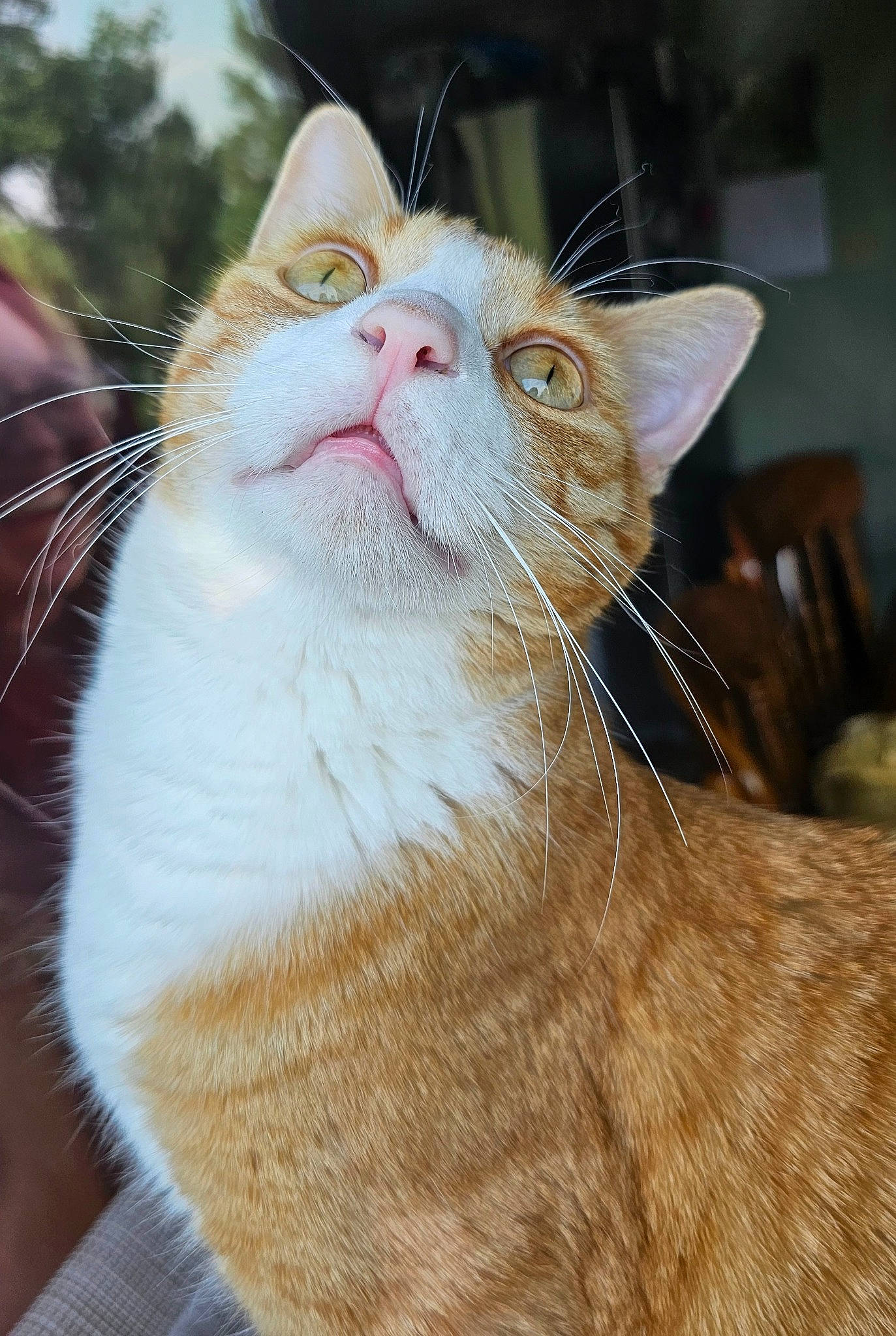 Phineas is registered to the contest to win money with this photo: carnivore, cat, collar, domestic_short_haired_cat, fawn, felidae, fur, grass, paw, plant, small_to_medium_sized_cats, snout, tail, whiskers, wildlife, window, wood