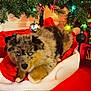 Bear joined the competition — help win amazing prizes! puppy, dog, blue_eyes, christmas_tree, christmas_lights, ornaments, santa_hat, red, green, white, holiday, festive, cute, fluffy, pet, animal, indoors, decorations, christmas, cozy