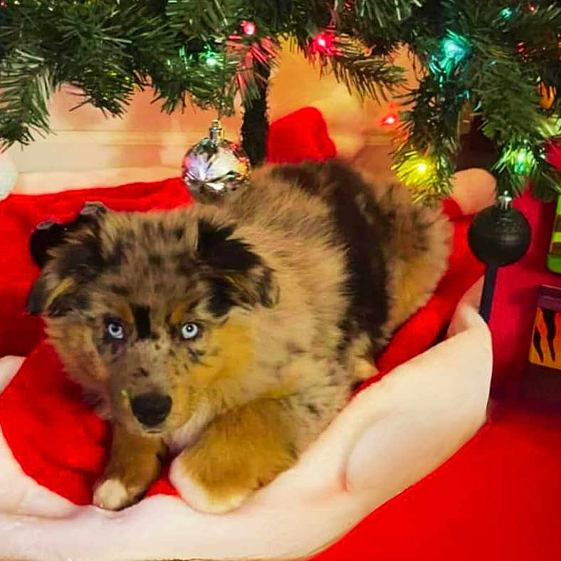Bear joined the competition — help win amazing prizes! animal, blue_eyes, christmas, christmas_lights, christmas_tree, cozy, cute, decorations, dog, festive, fluffy, green, holiday, indoors, ornaments, pet, puppy, red, santa_hat, white