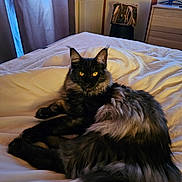 Bloom participe au concours pour gagner de l'argent avec cette photo : cat, fluffy, black, gray, bed, bedspread, indoors, feline, pet, yellow_eyes, curtains, soft_light, relaxed, animal, domestic, cozy, fur, portrait, resting, room